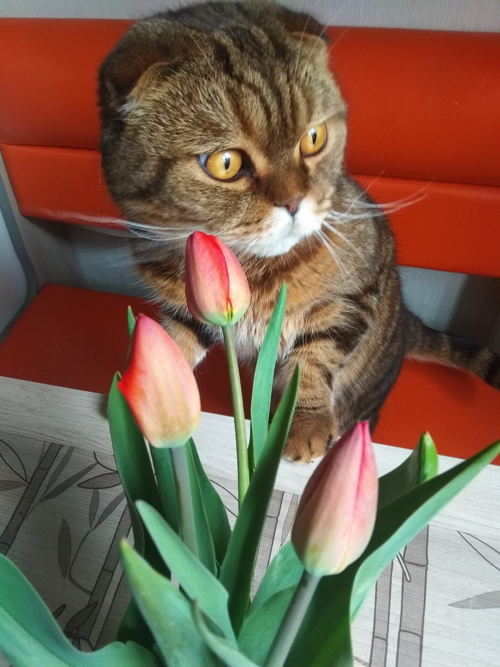 Tulipophilia - My, Tulips, Scottish lop-eared, cat, Spring, Flowers, Longpost