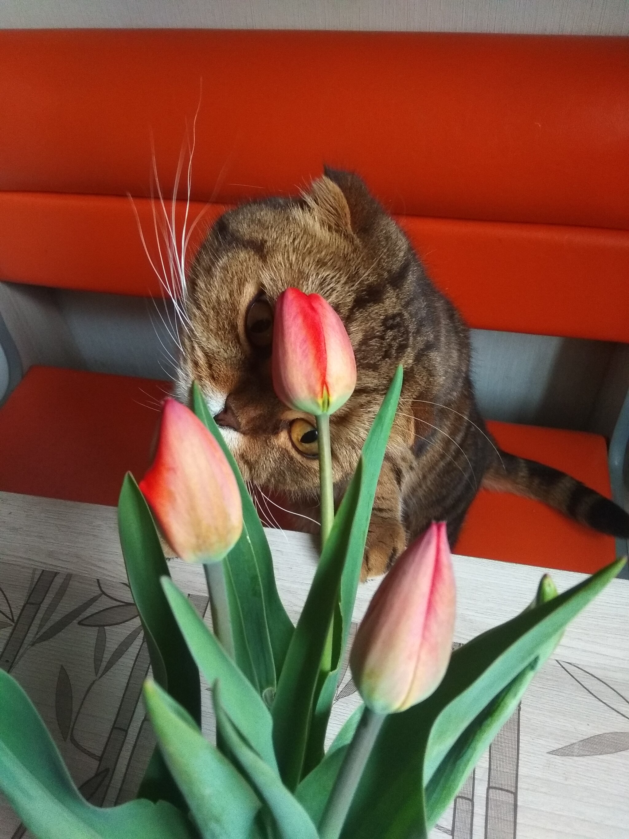 Tulipophilia - My, Tulips, Scottish lop-eared, cat, Spring, Flowers, Longpost