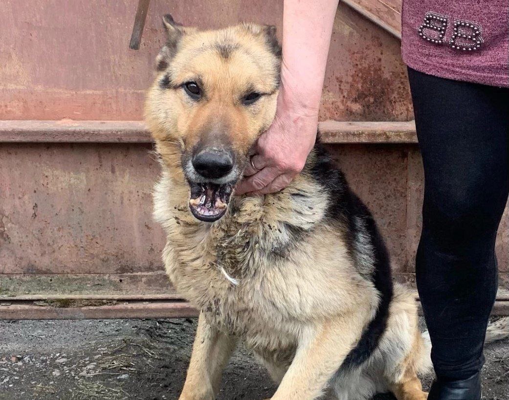 Continuation of the post “A very old shepherd was taken to the station in the regional village. - My, No rating, In good hands, Saint Petersburg, Leningrad region, Animal Rescue, Dog, Vertical video, Longpost