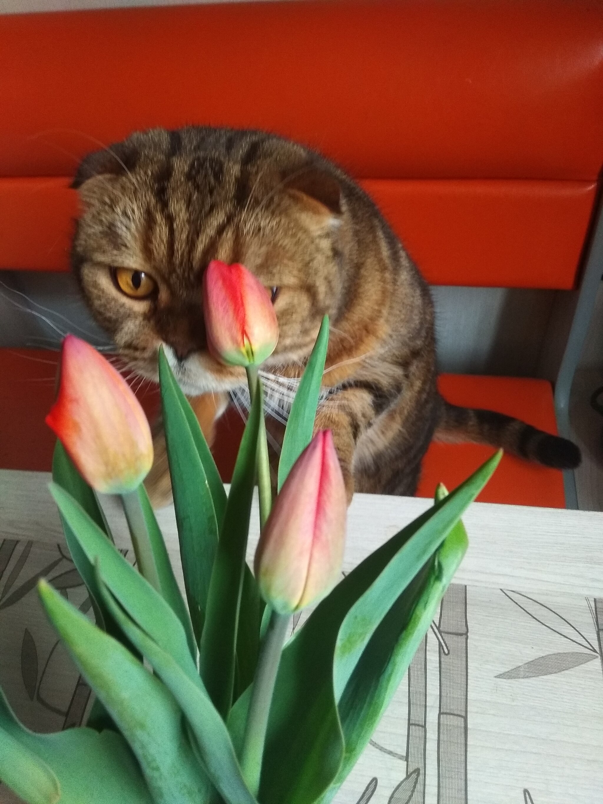 Tulipophilia - My, Tulips, Scottish lop-eared, cat, Spring, Flowers, Longpost