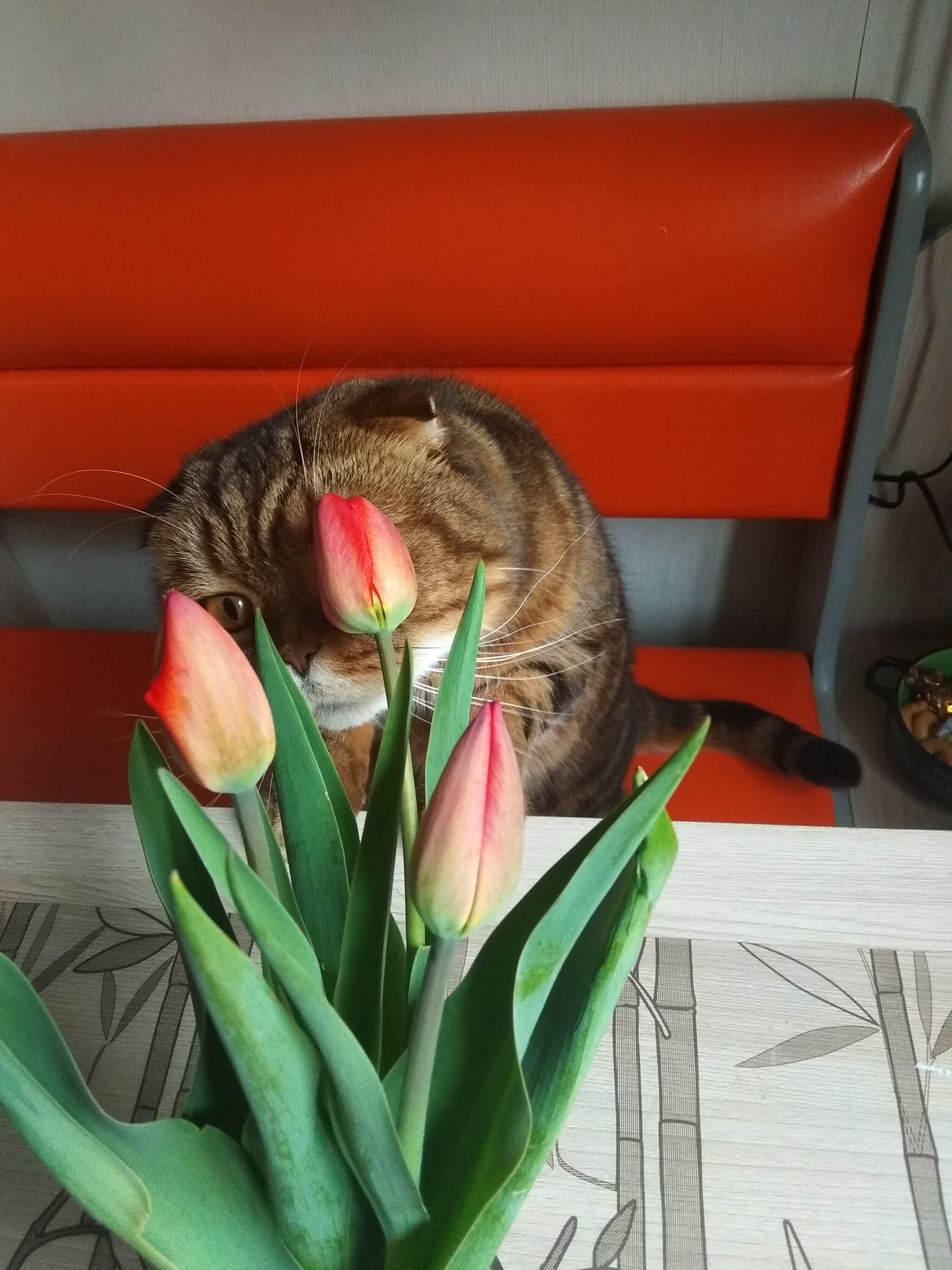 Tulipophilia - My, Tulips, Scottish lop-eared, cat, Spring, Flowers, Longpost