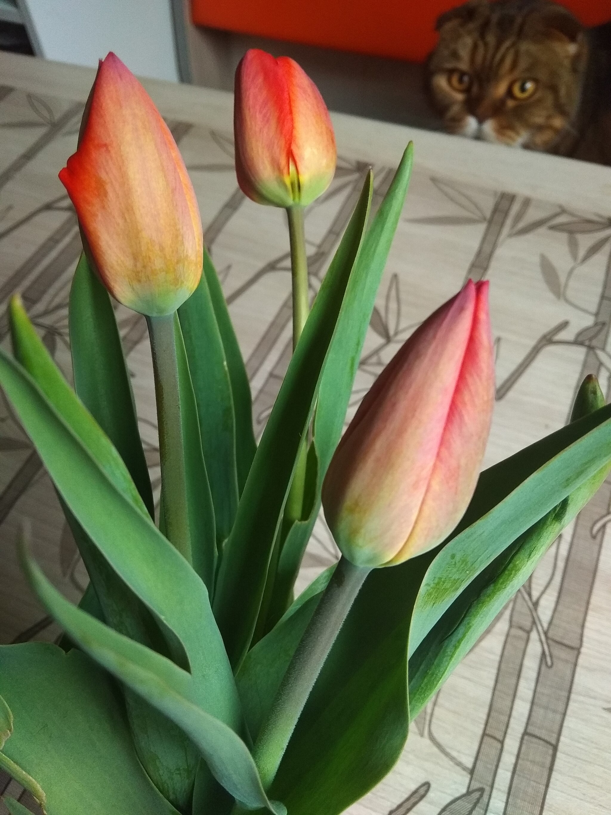 Tulipophilia - My, Tulips, Scottish lop-eared, cat, Spring, Flowers, Longpost