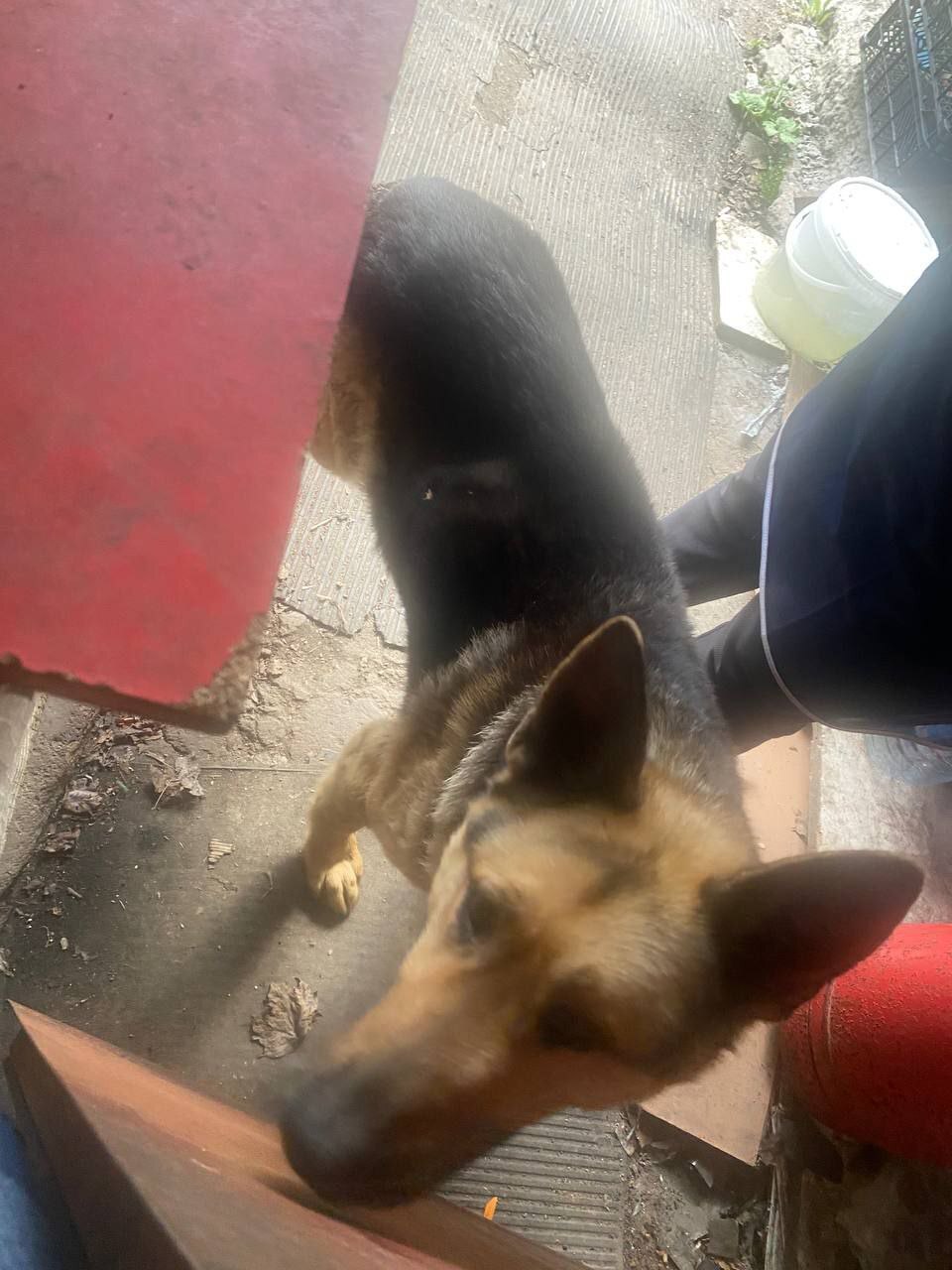 Continuation of the post “A very old shepherd was taken to the station in the regional village. - My, No rating, In good hands, Saint Petersburg, Leningrad region, Animal Rescue, Dog, Vertical video, Longpost