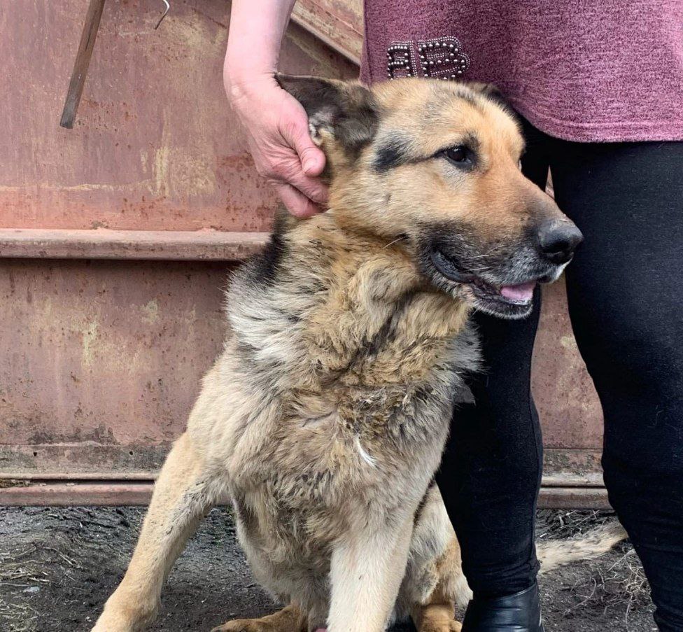 Continuation of the post “A very old shepherd was taken to the station in the regional village. - My, No rating, In good hands, Saint Petersburg, Leningrad region, Animal Rescue, Dog, Vertical video, Longpost