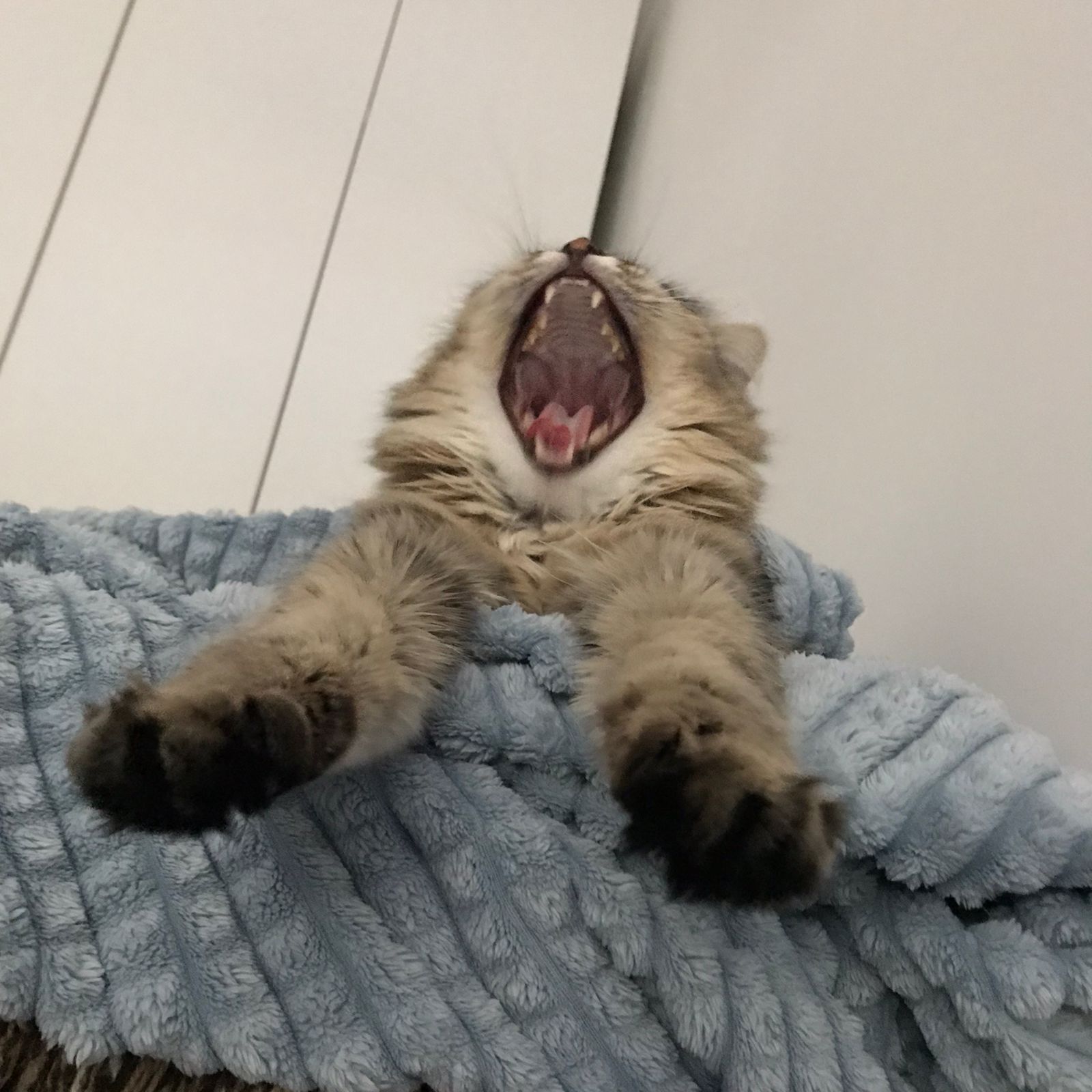 yawn - My, cat, Pets, Fat cats, Longpost