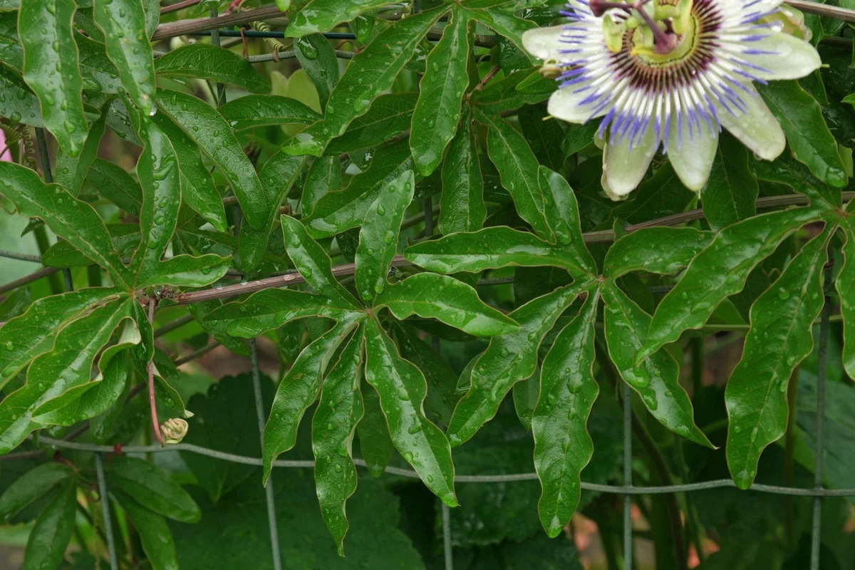 Passiflora: How Bad Design Helps You Survive - My, Flowers, Biology, Yandex Zen, Passionflower, Longpost, Evolution