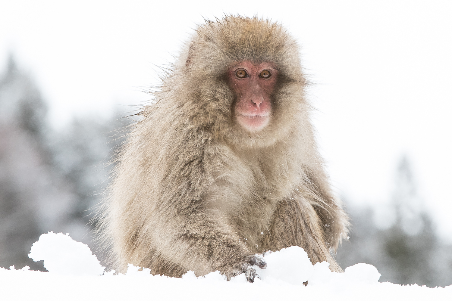 Japan is a country where there are many wild monkeys. xfcnm 1 - My, People, Sakhalin, A life, Peace, Person, Emotions, Japan, Monkey, Philosophy, Happiness, Internal dialogue, Video, Longpost