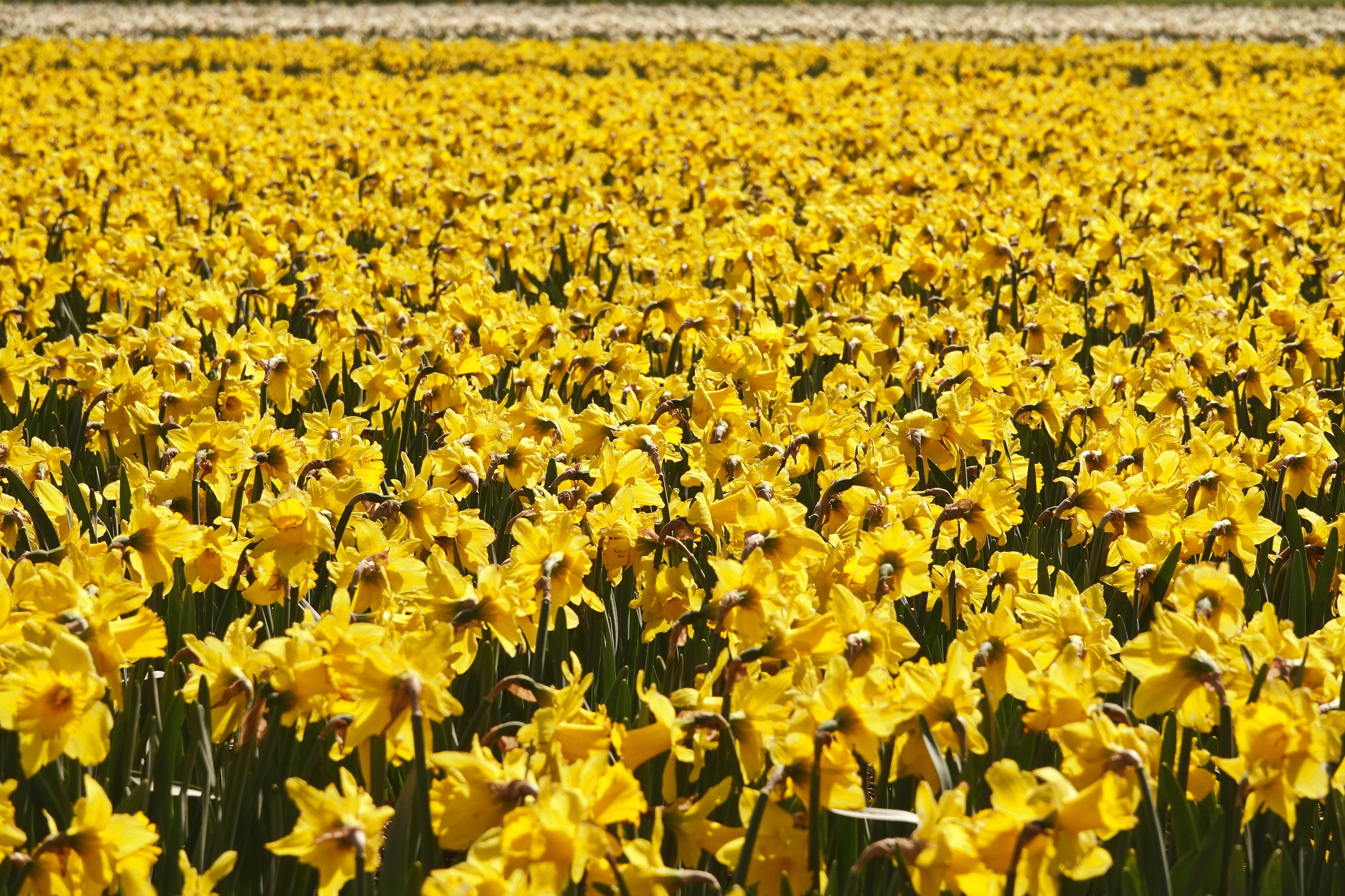 fields of daffodils - My, Netherlands (Holland), Nature, The photo, Flowers