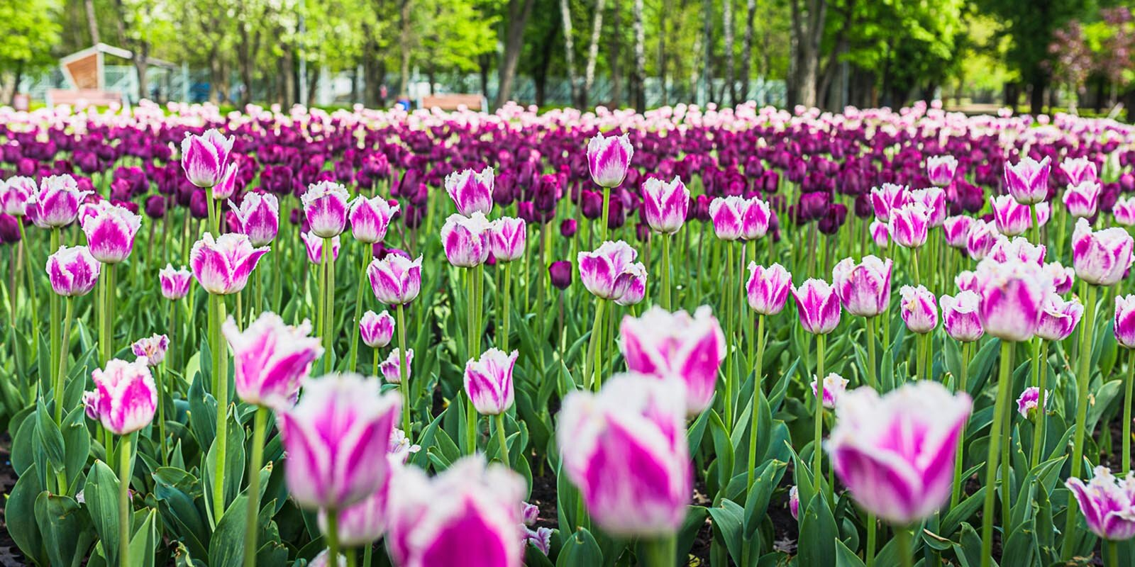 In which Moscow parks you can admire flowering plants - The park, beauty of nature, Moscow, Flowers, Tulips, Bloom, Longpost