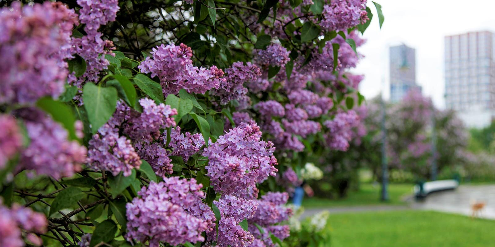 In which Moscow parks you can admire flowering plants - The park, beauty of nature, Moscow, Flowers, Tulips, Bloom, Longpost