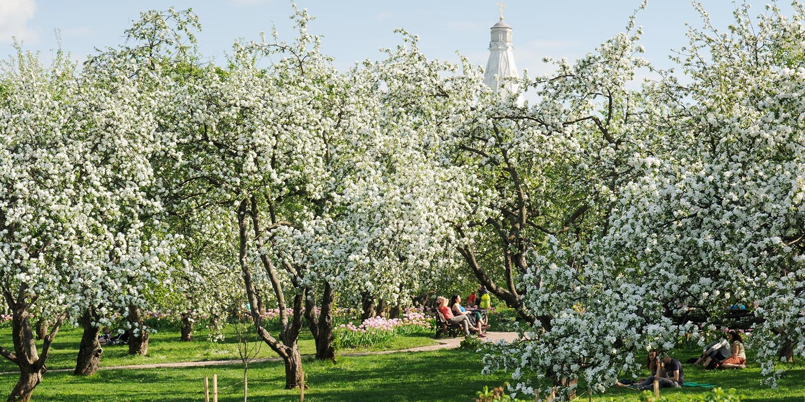 In which Moscow parks you can admire flowering plants - The park, beauty of nature, Moscow, Flowers, Tulips, Bloom, Longpost