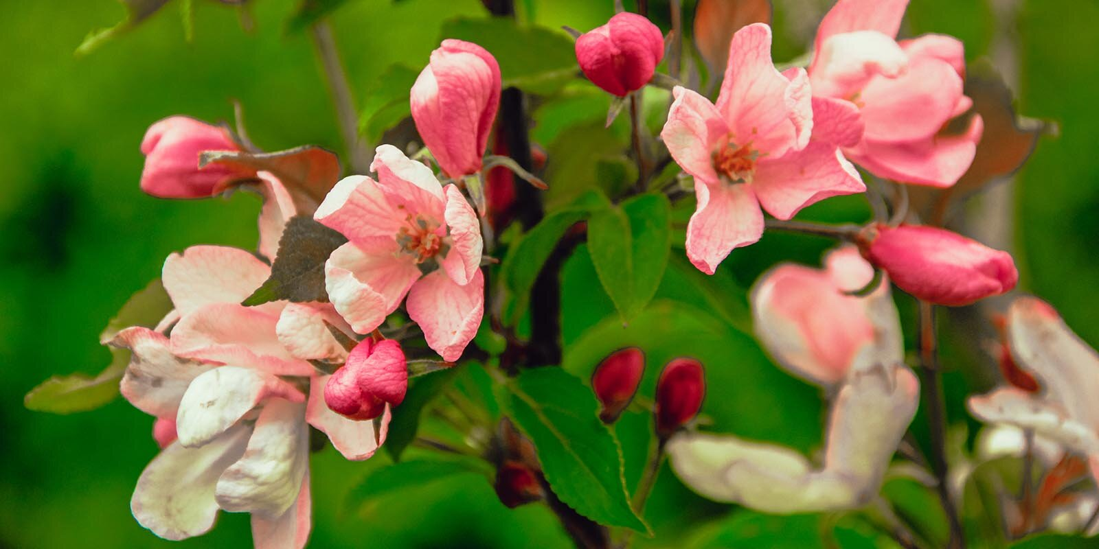 In which Moscow parks you can admire flowering plants - The park, beauty of nature, Moscow, Flowers, Tulips, Bloom, Longpost