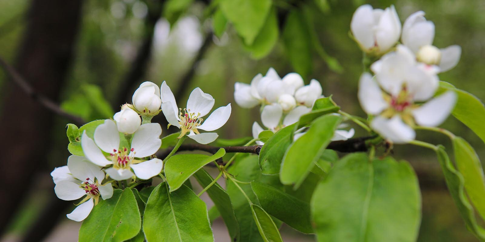 In which Moscow parks you can admire flowering plants - The park, beauty of nature, Moscow, Flowers, Tulips, Bloom, Longpost