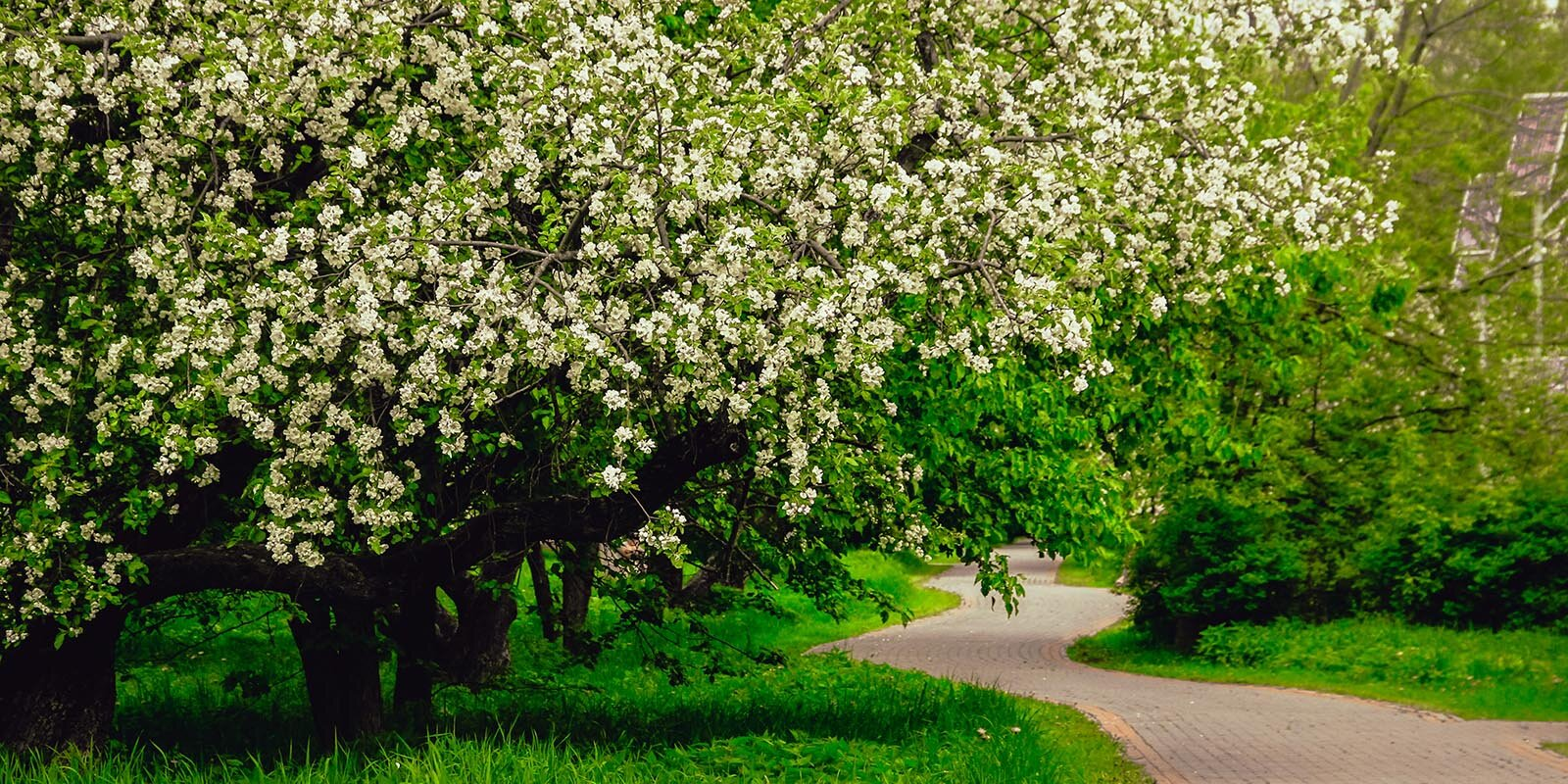 In which Moscow parks you can admire flowering plants - The park, beauty of nature, Moscow, Flowers, Tulips, Bloom, Longpost