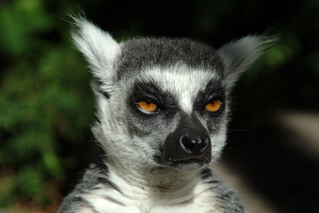 Post increased tailing! - Lemur, Madagascar, Tail, Stripes, Wild animals, Longpost