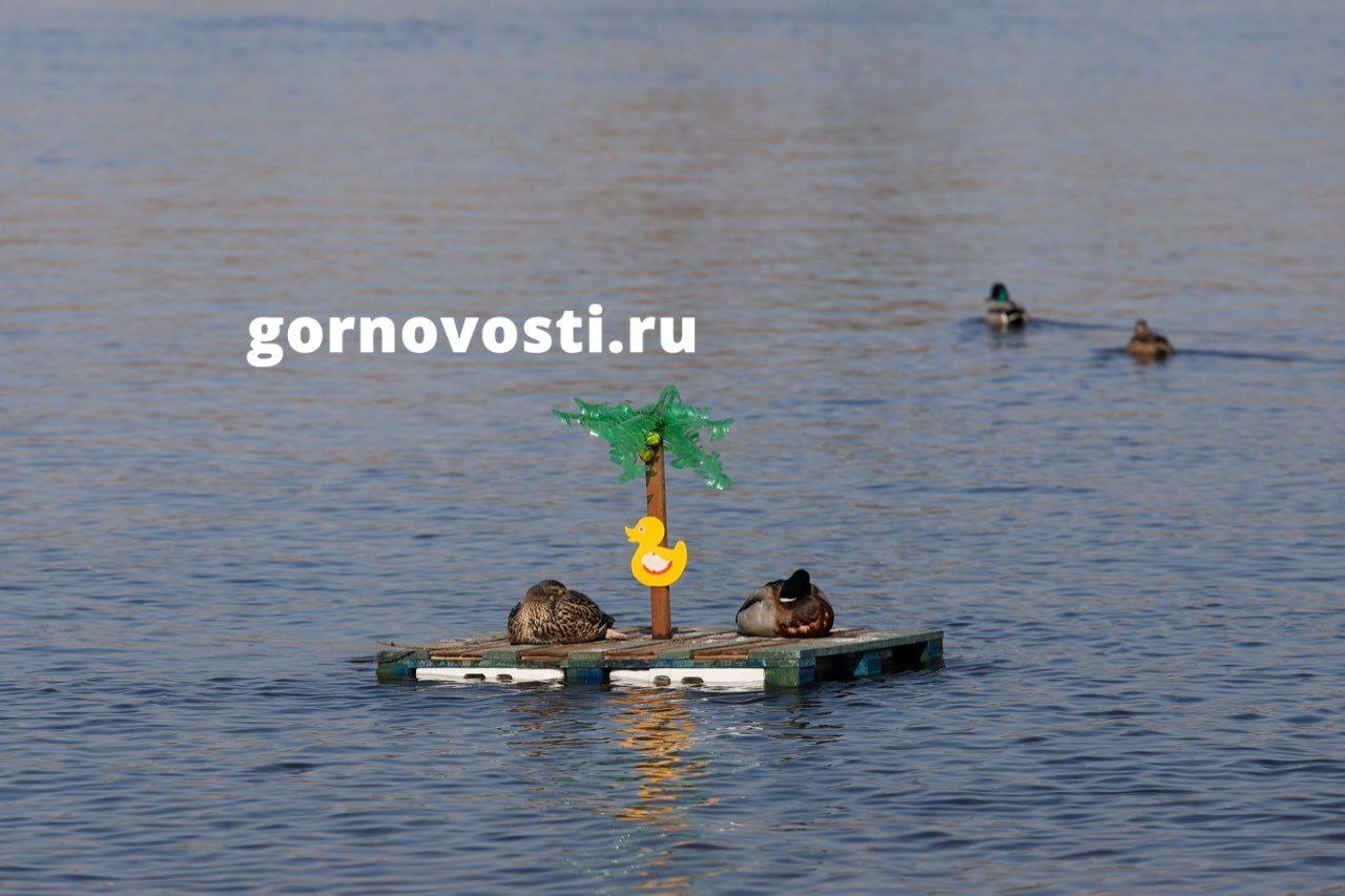 What do you know about vacation? - My, Krasnoyarsk, Duck, Tatyshev, Yenisei, Tatyshev Island