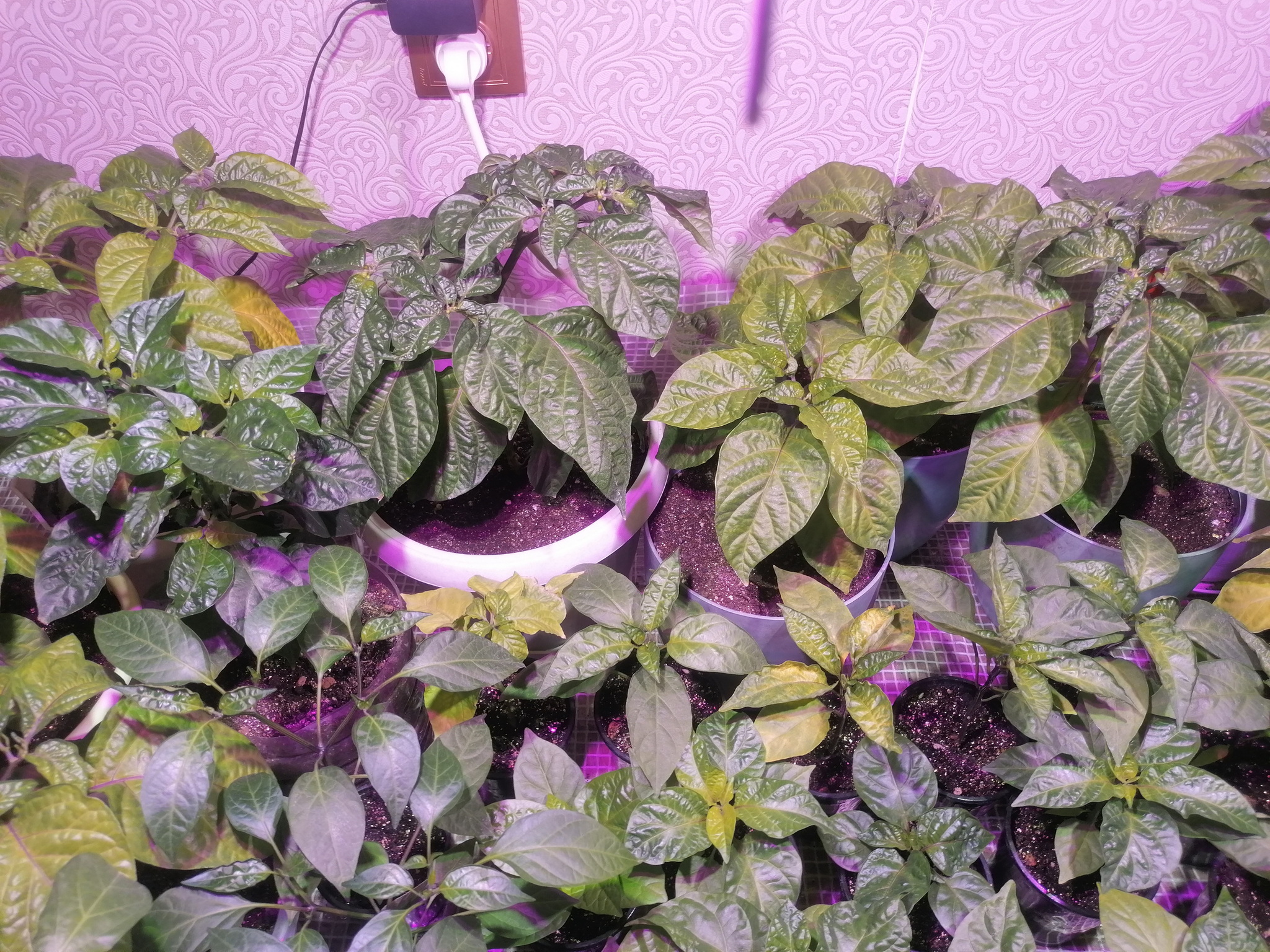 Pepper growers, again need your advice - My, Hot peppers, Pepper farming, Need advice, Plants, Gardening, Longpost