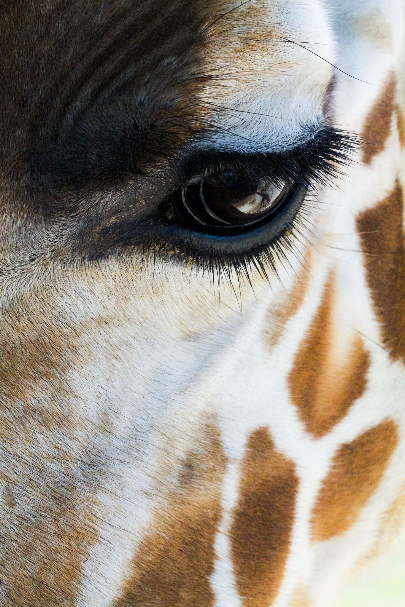 Cilia - Wild animals, The photo, Giraffe, Artiodactyls, Eyelashes, Longpost