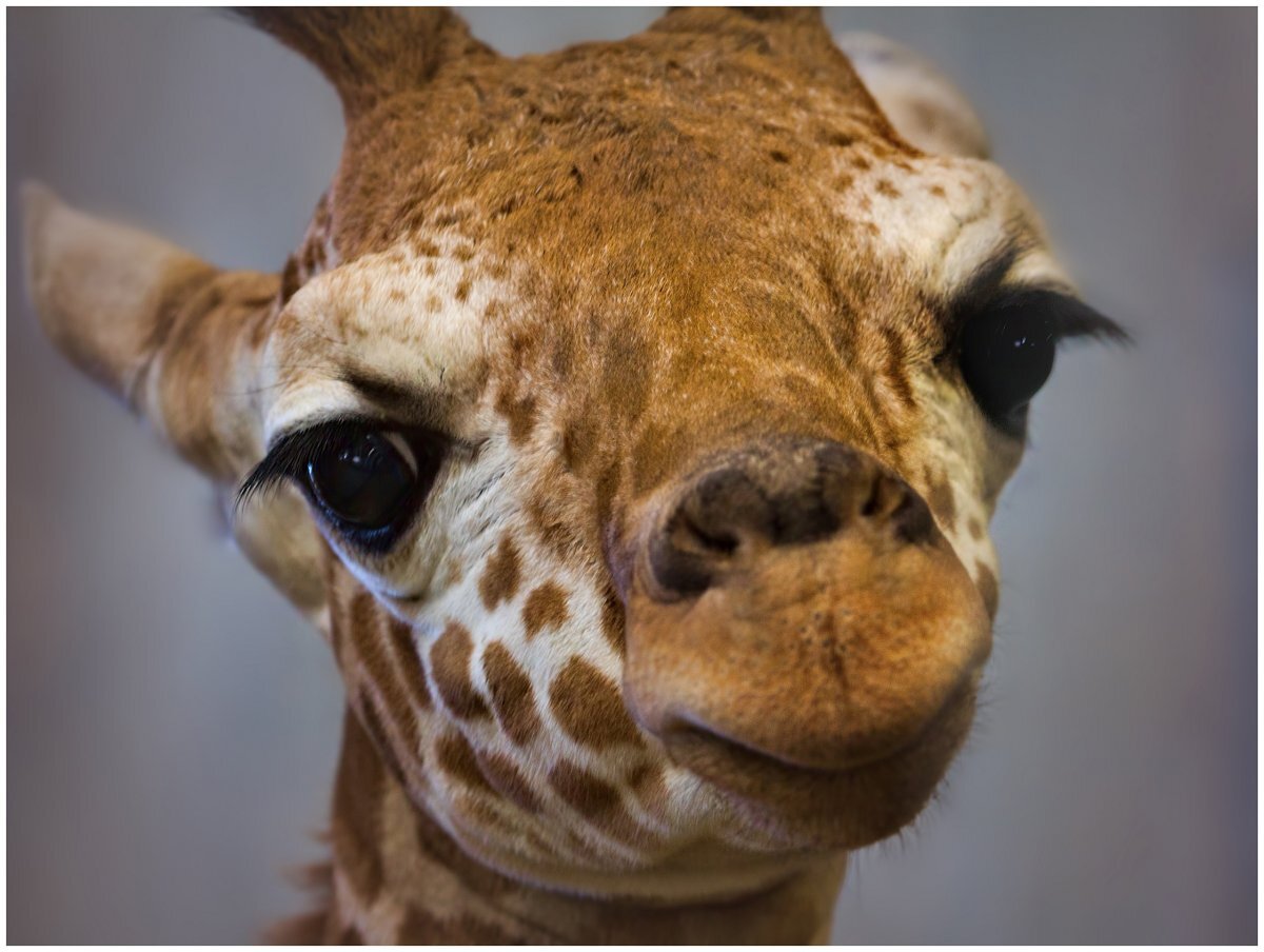 Cilia - Wild animals, The photo, Giraffe, Artiodactyls, Eyelashes, Longpost