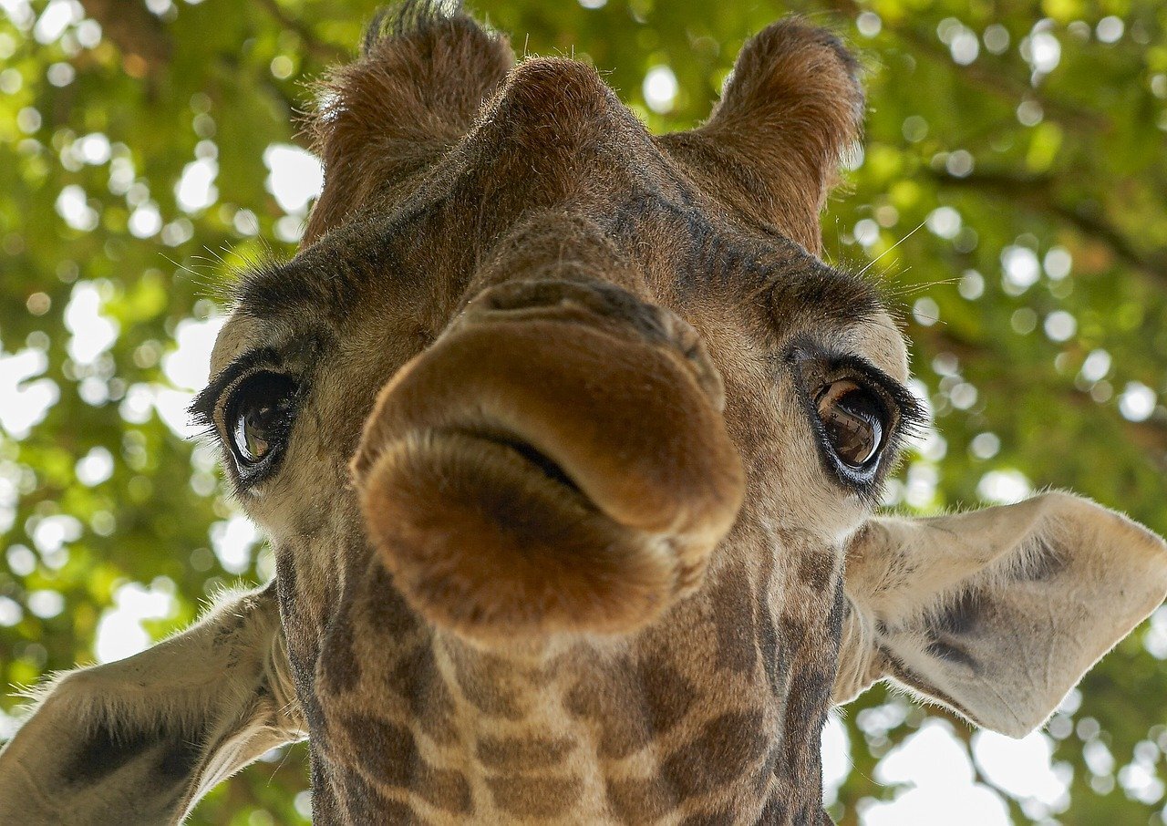 Cilia - Wild animals, The photo, Giraffe, Artiodactyls, Eyelashes, Longpost