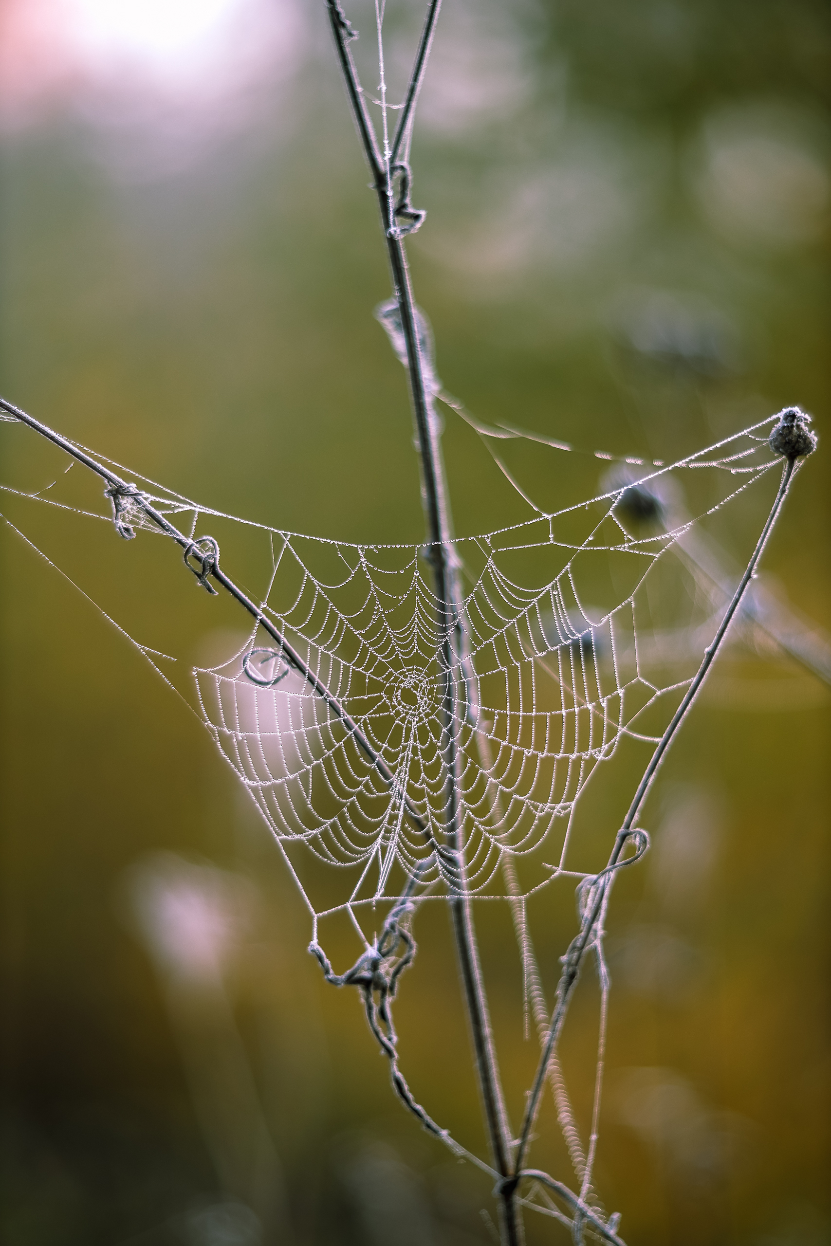 Web - My, The photo, Web, Nature, Dew, Morning, Spring