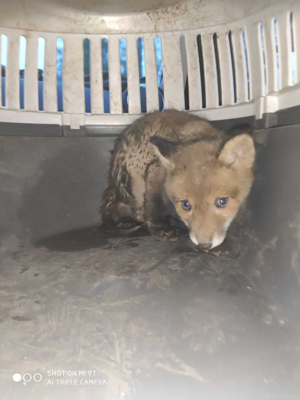 Saving Private Fox - My, Fox, Cats, Wild animals, Saint Petersburg, Animal Rescue, Video, Vertical video, Longpost