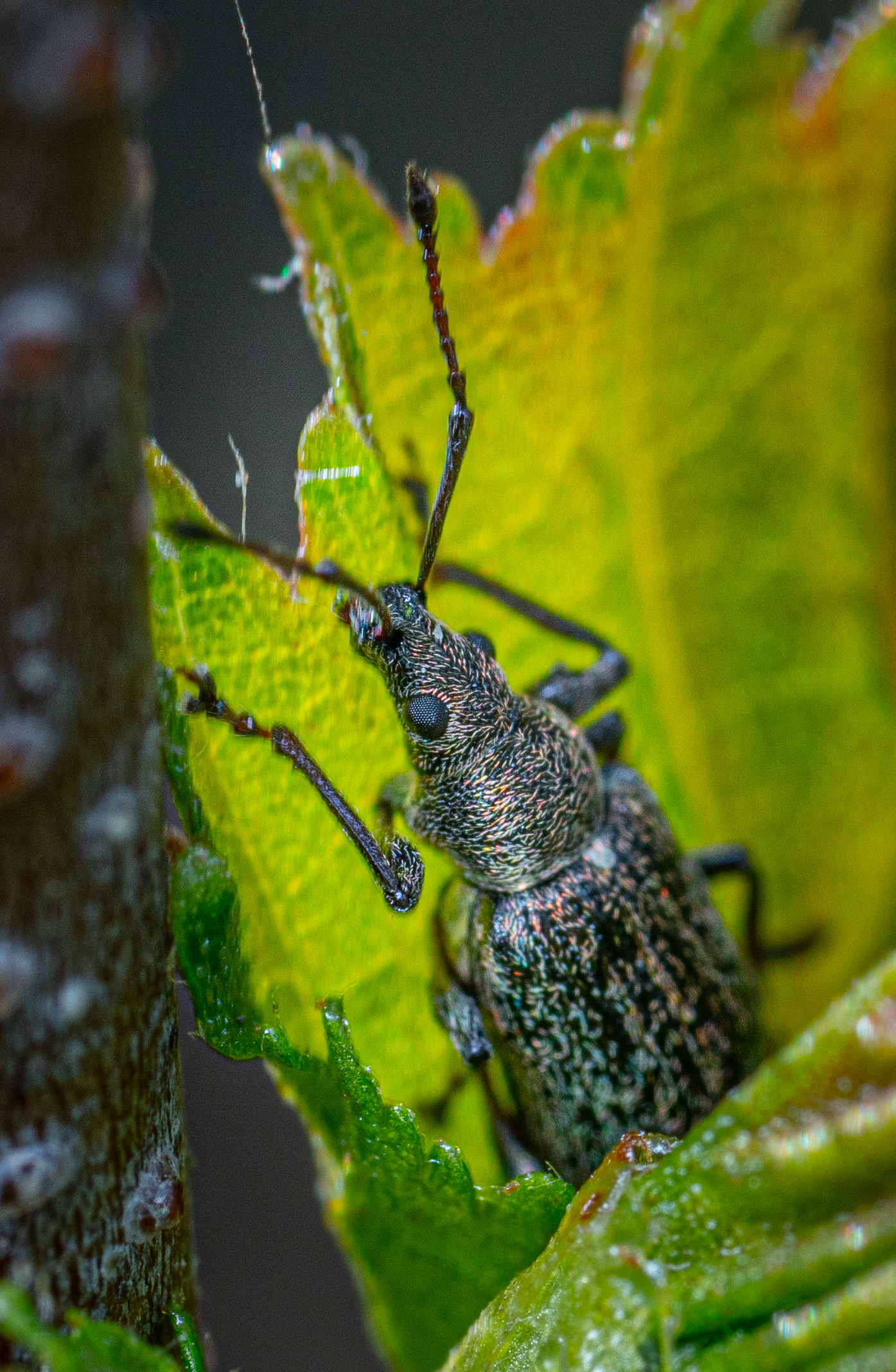 Dolgonosikov post. - My, Macro photography, Insects, Weevil, Longpost