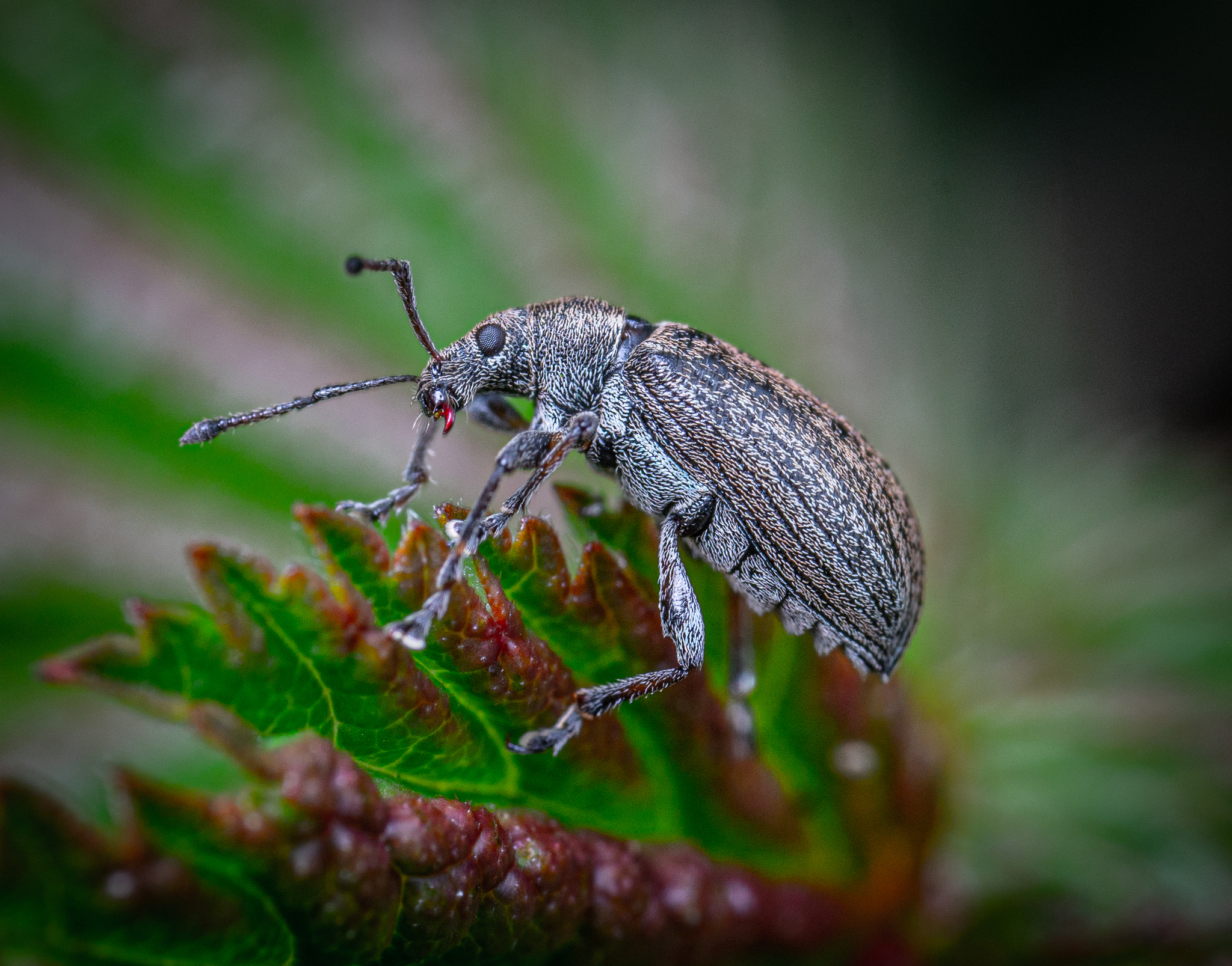 Dolgonosikov post. - My, Macro photography, Insects, Weevil, Longpost