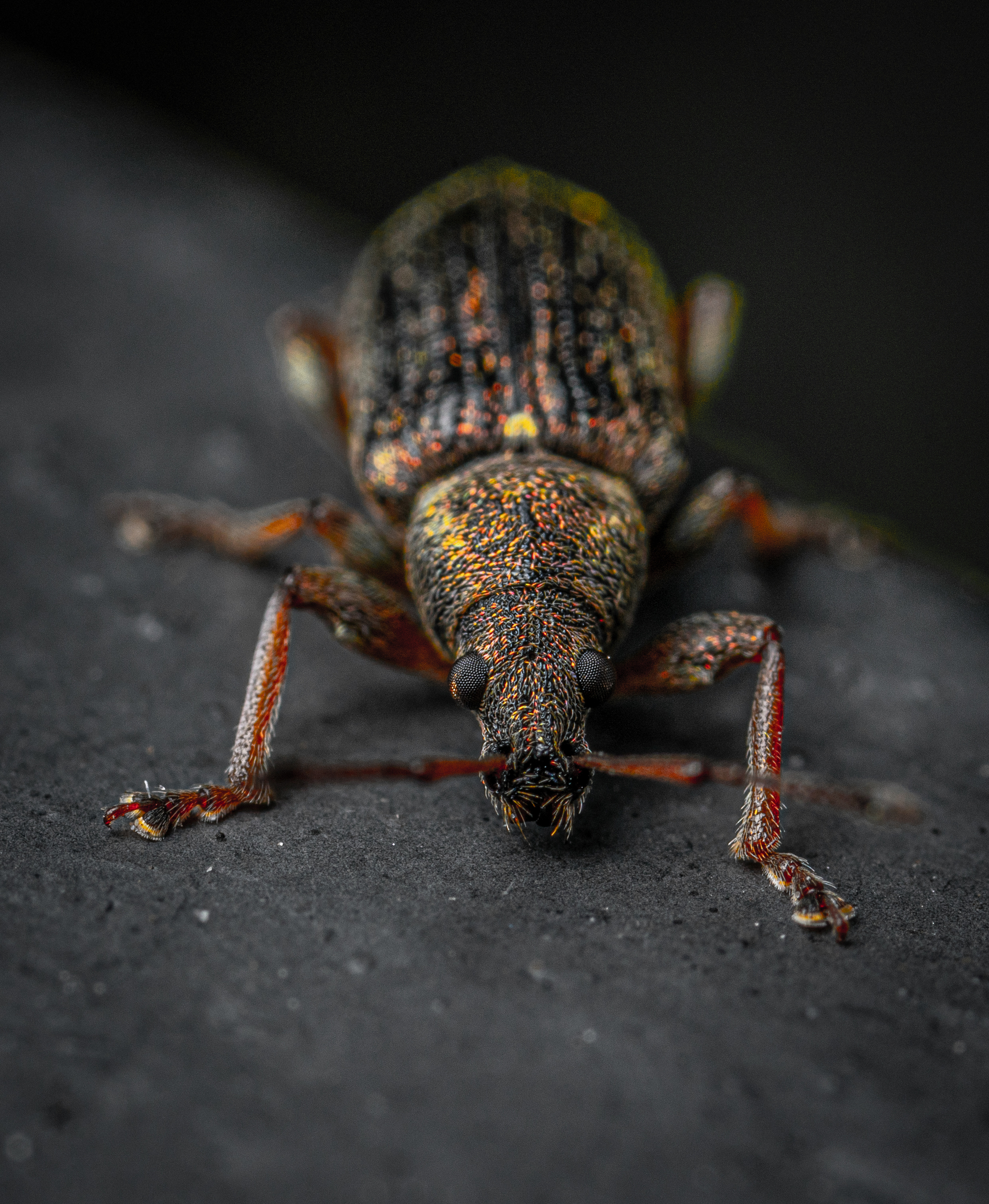 Dolgonosikov post. - My, Macro photography, Insects, Weevil, Longpost