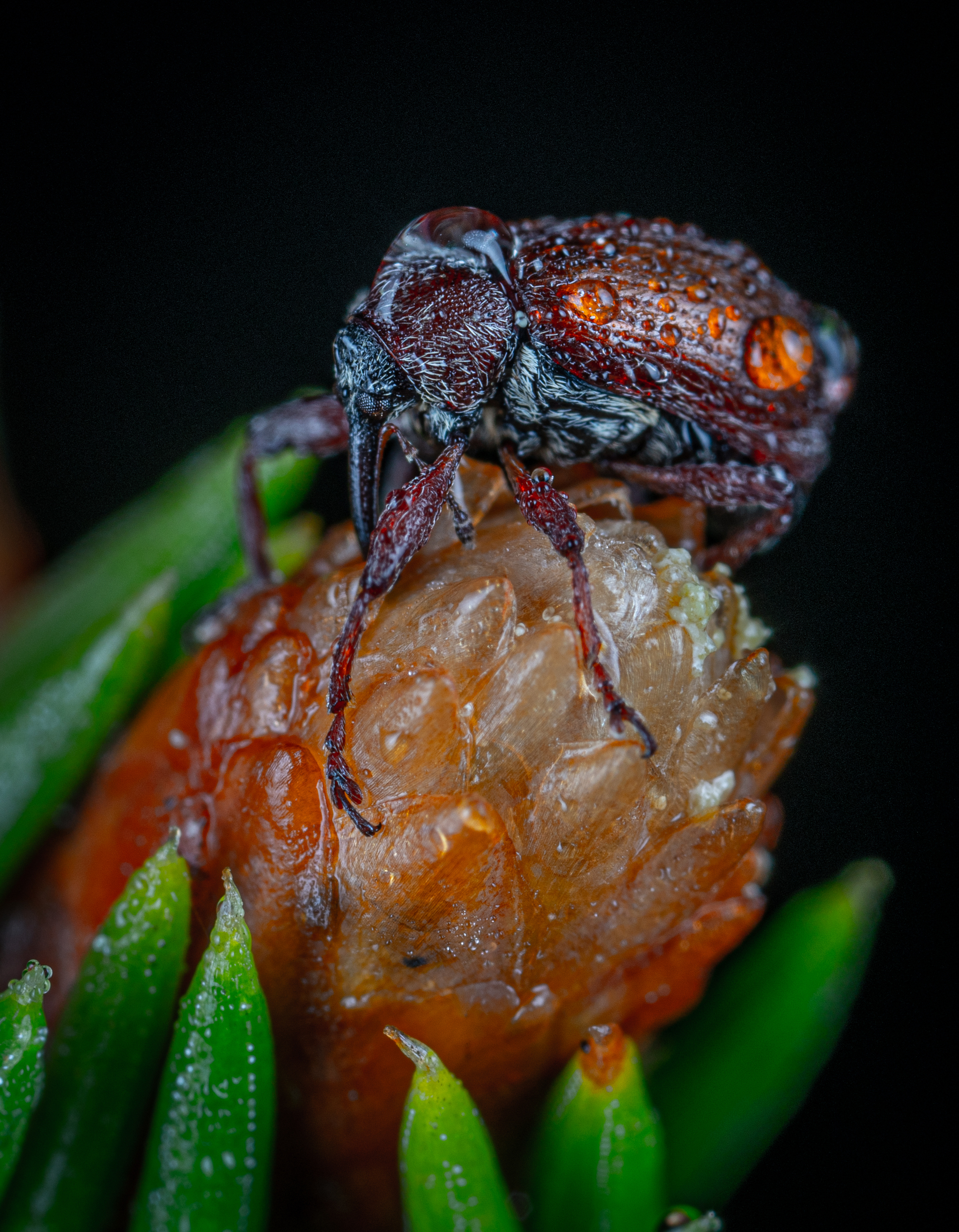 Dolgonosikov post. - My, Macro photography, Insects, Weevil, Longpost