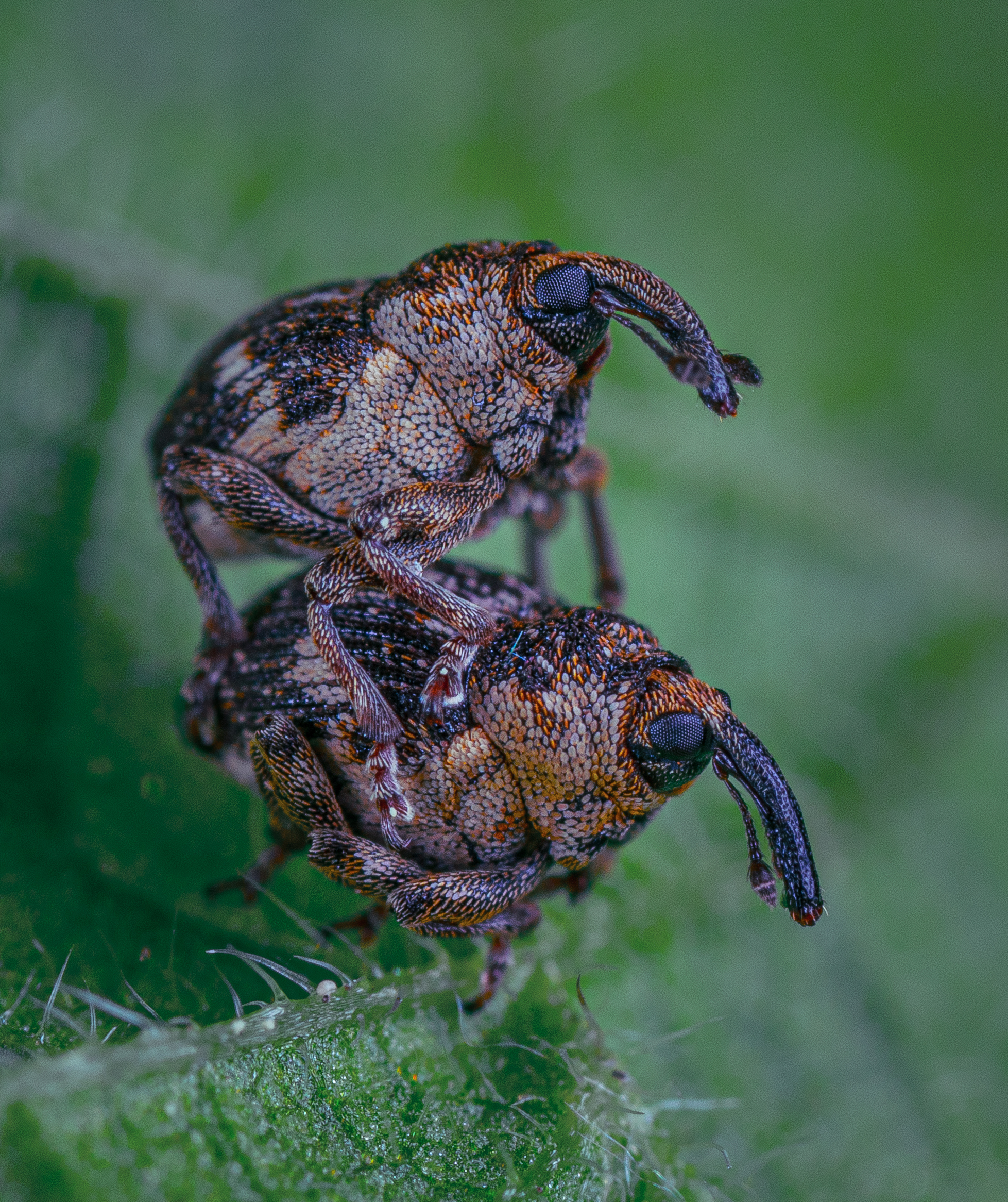 Dolgonosikov post. - My, Macro photography, Insects, Weevil, Longpost