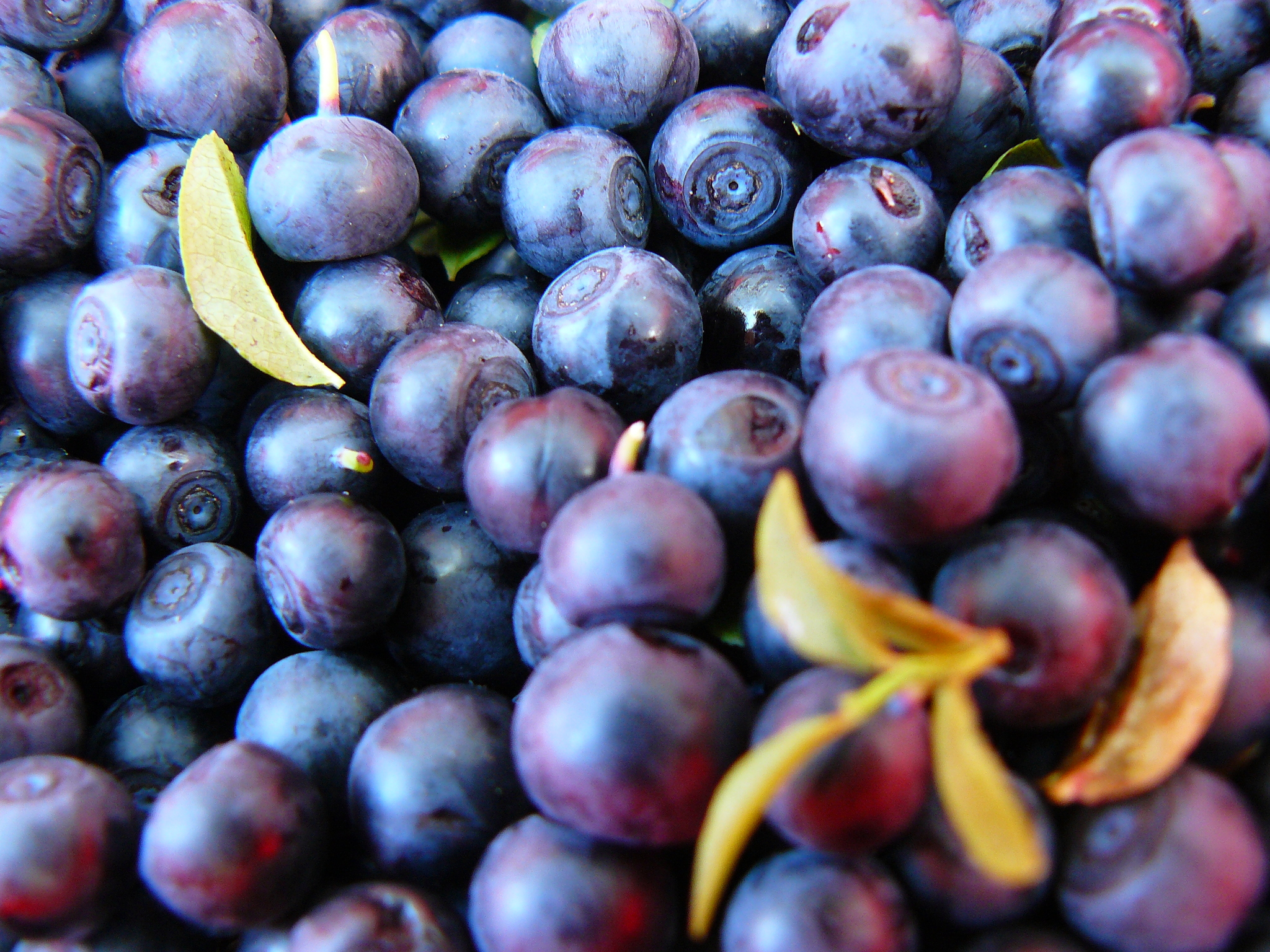 Berry - My, The photo, Nature, Summer, Berries