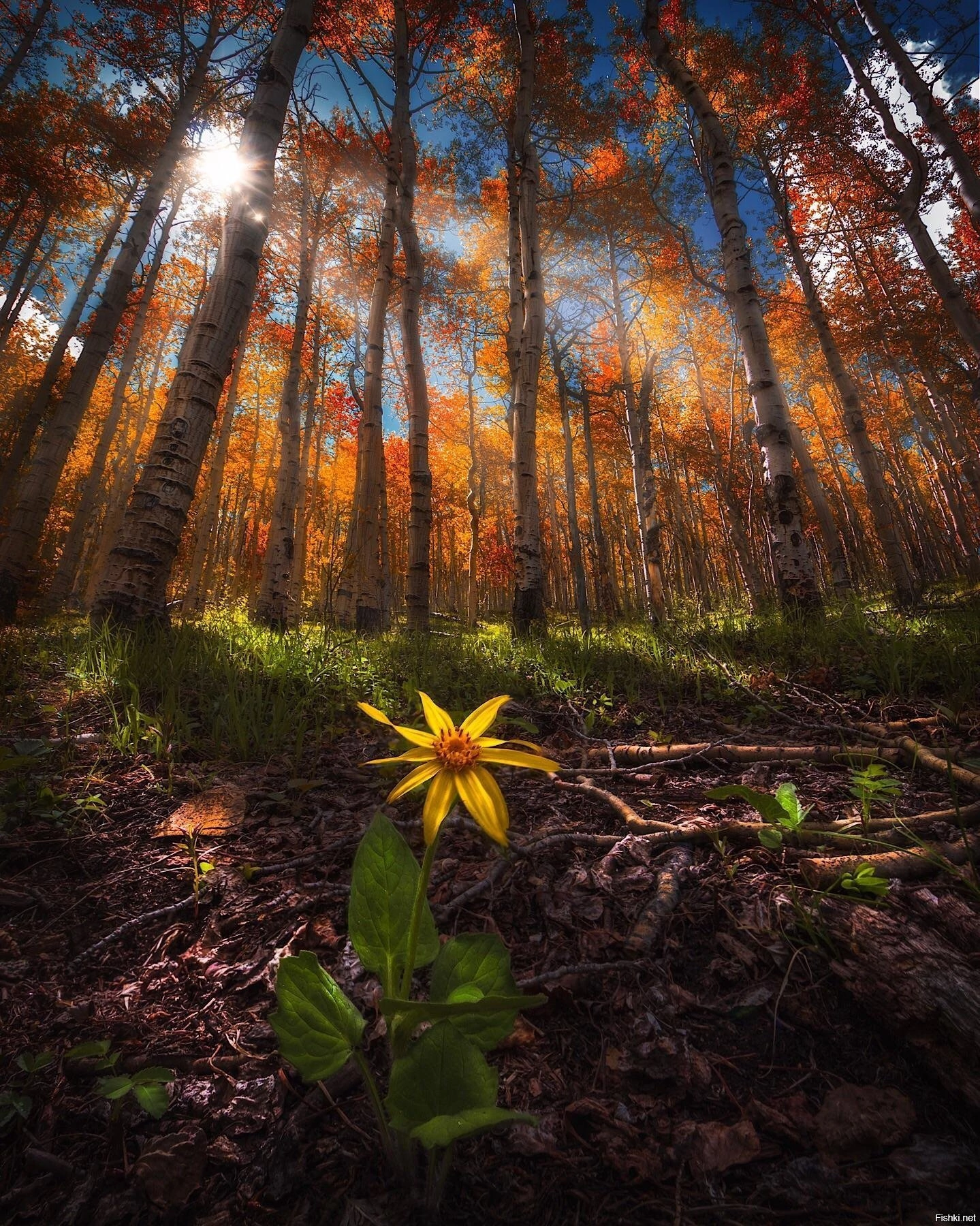 fairy forest - Forest, beauty, Nature, Birch, Tree, Flowers, beauty of nature, The sun, The photo