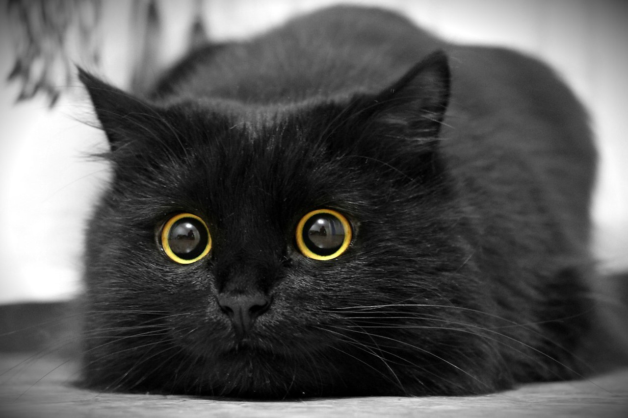 May! - My, date, Friday the 13th, Memes, A life, Irony, Humor, Economy, Our days, cat, Sight, Black cat, Longpost