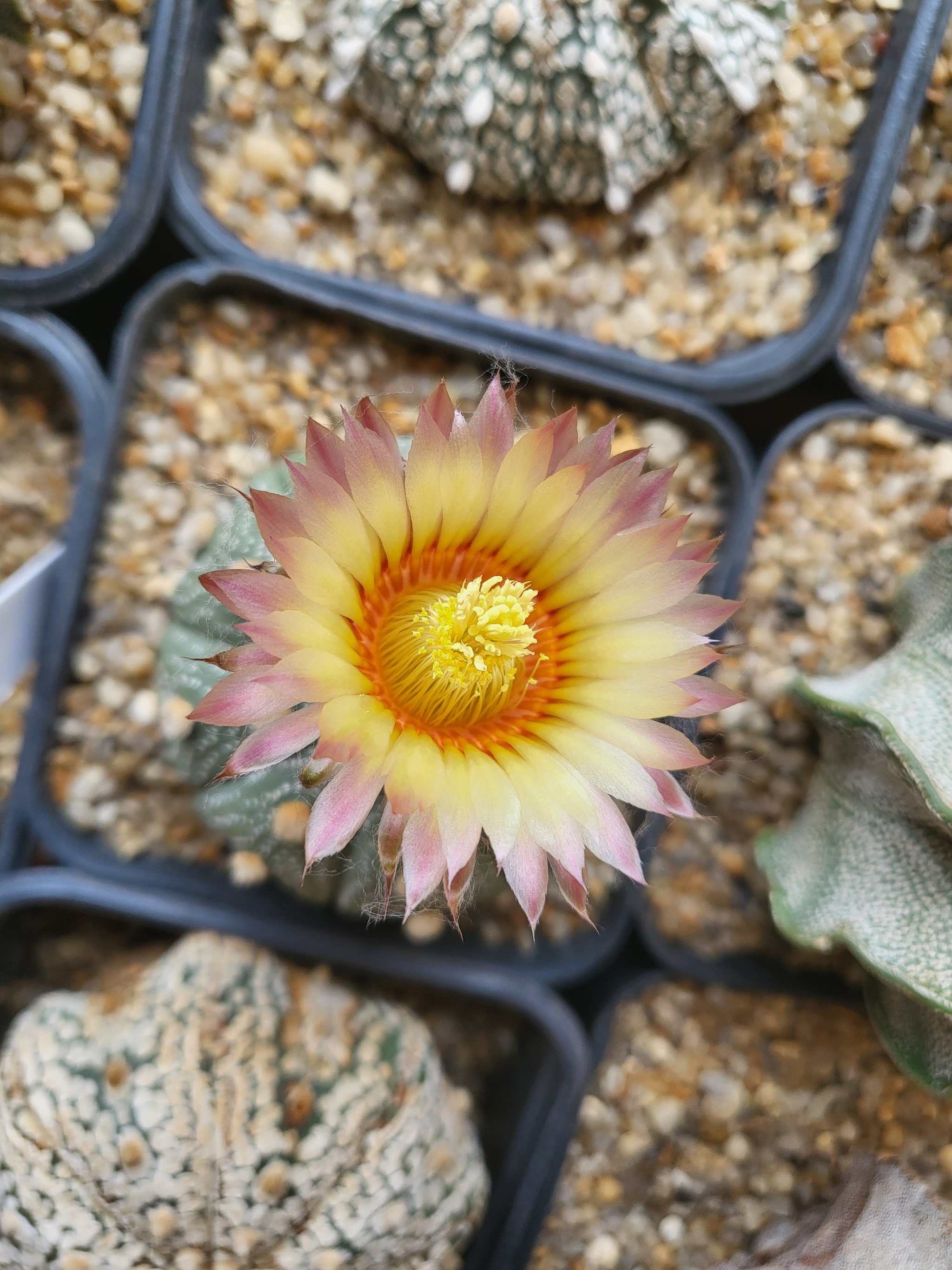 cactus bloomed - My, Cactus, Bloom, Longpost