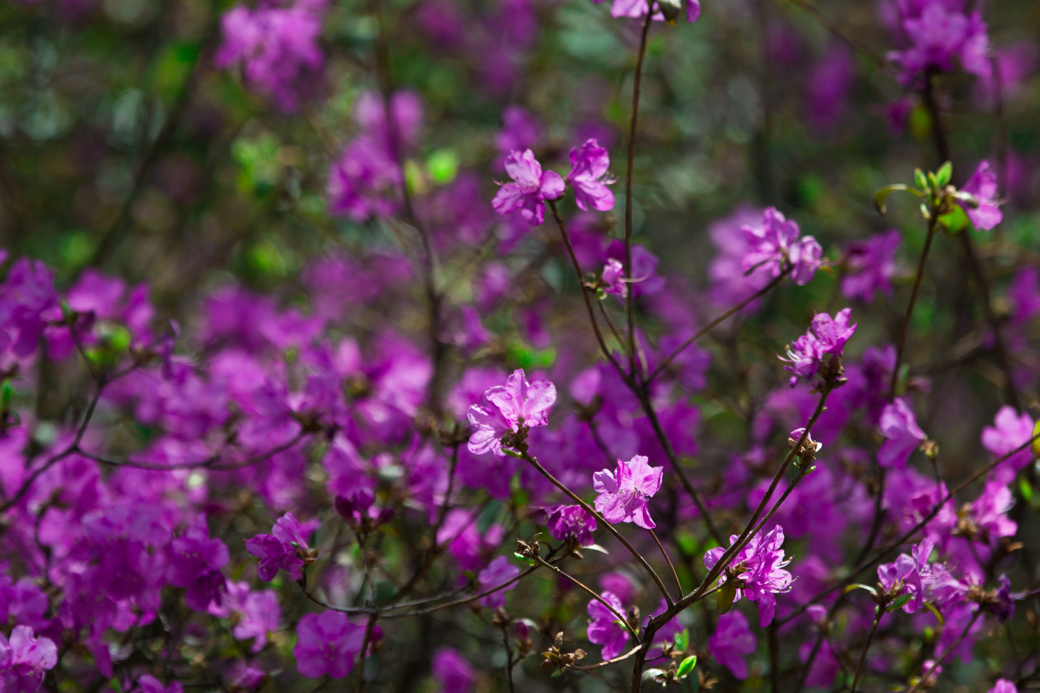 Rhododendrons in the Minsk Botanical Garden - My, Republic of Belarus, Spring, Flowers, The photo, Longpost, Botanical Garden, Minsk