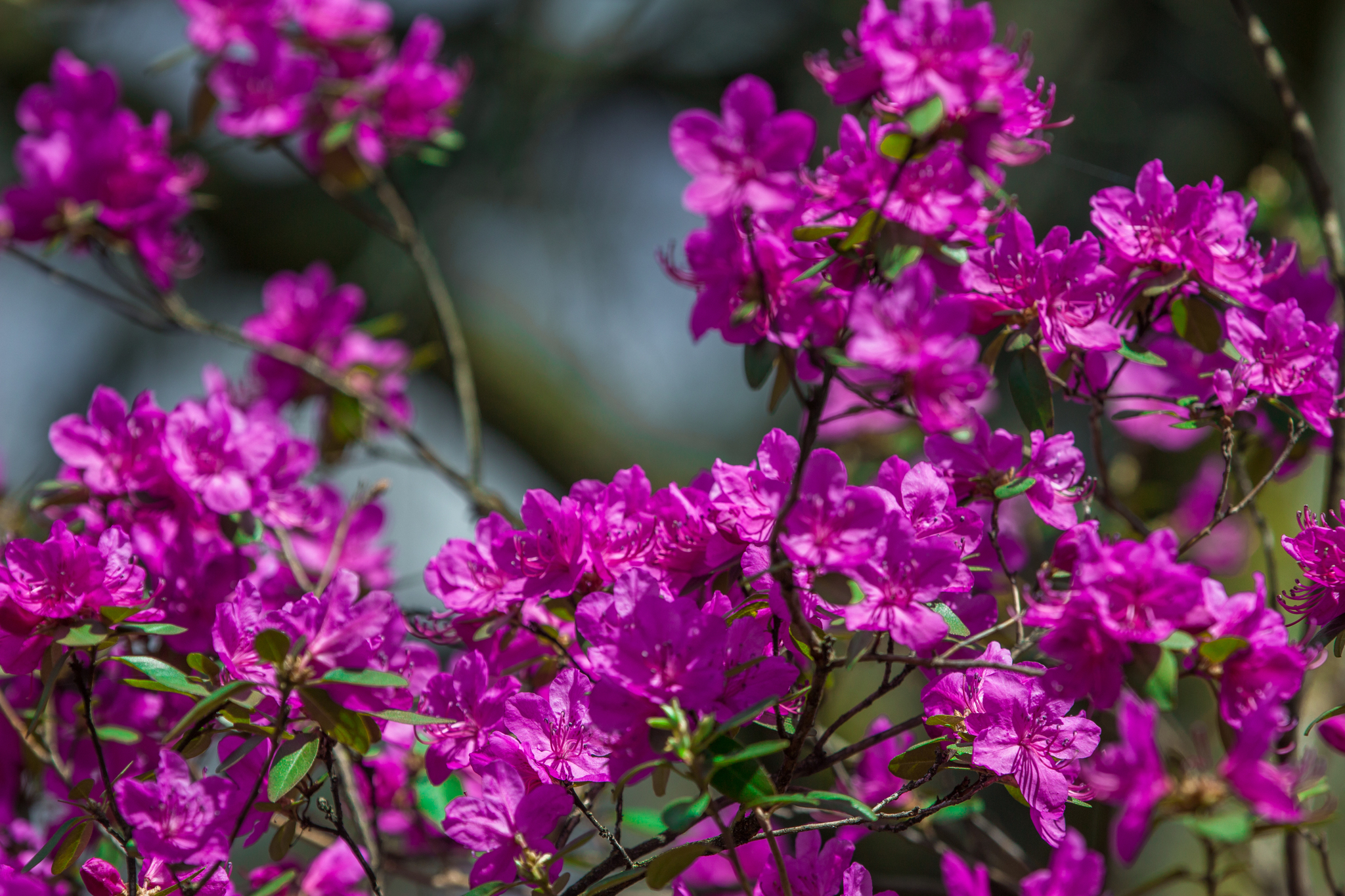 Rhododendrons in the Minsk Botanical Garden - My, Republic of Belarus, Spring, Flowers, The photo, Longpost, Botanical Garden, Minsk