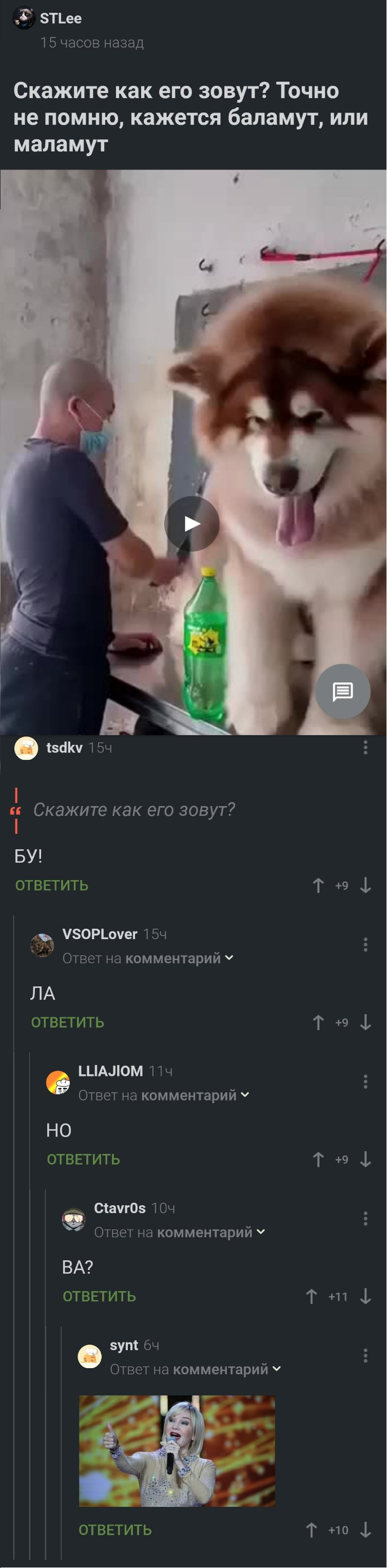 The comments are burning with napalm! - Comments on Peekaboo, Comments, Tatyana Bulanova, Alaskan Malamute, Laugh, Humor, Longpost, Screenshot