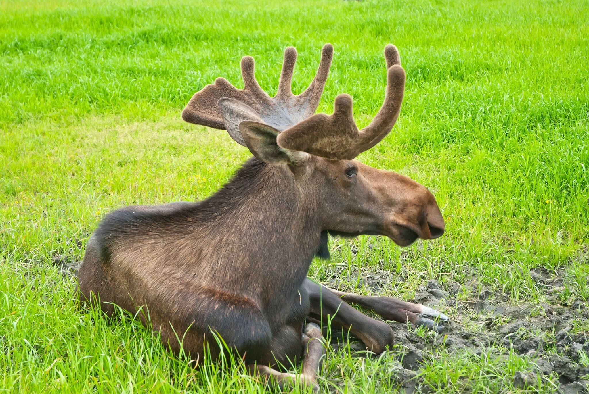 Without sudden movements: 7 dangerous animals that you can meet on a hike - Wild animals, Туристы, The Bears, Wolf, Boar, Lynx, Snow Leopard, Wolverines, Elk, Interesting, Informative, Around the world, Meeting, Predatory animals, Longpost