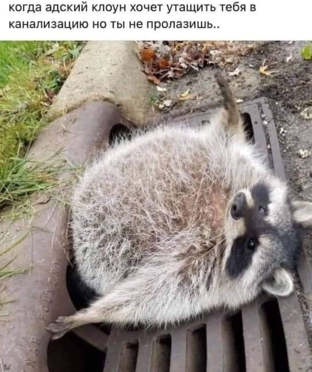 Kinda uncomfortable - It, Picture with text, Raccoon, Sewer hatch, Sewerage