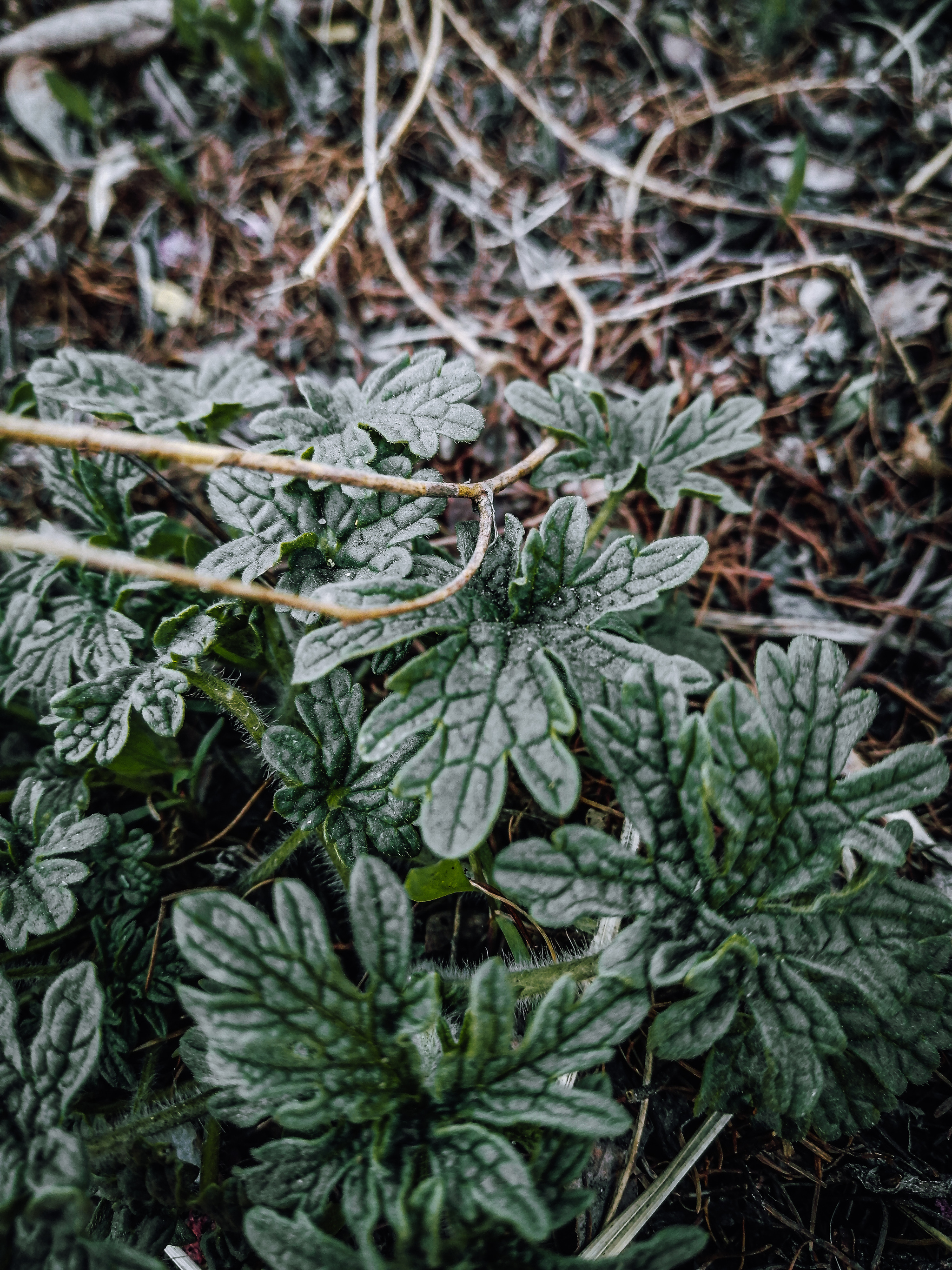 The world is filled with green - My, Mobile photography, The nature of Russia, Nature, Krasnoyarsk, The photo, Spring, beauty, Longpost