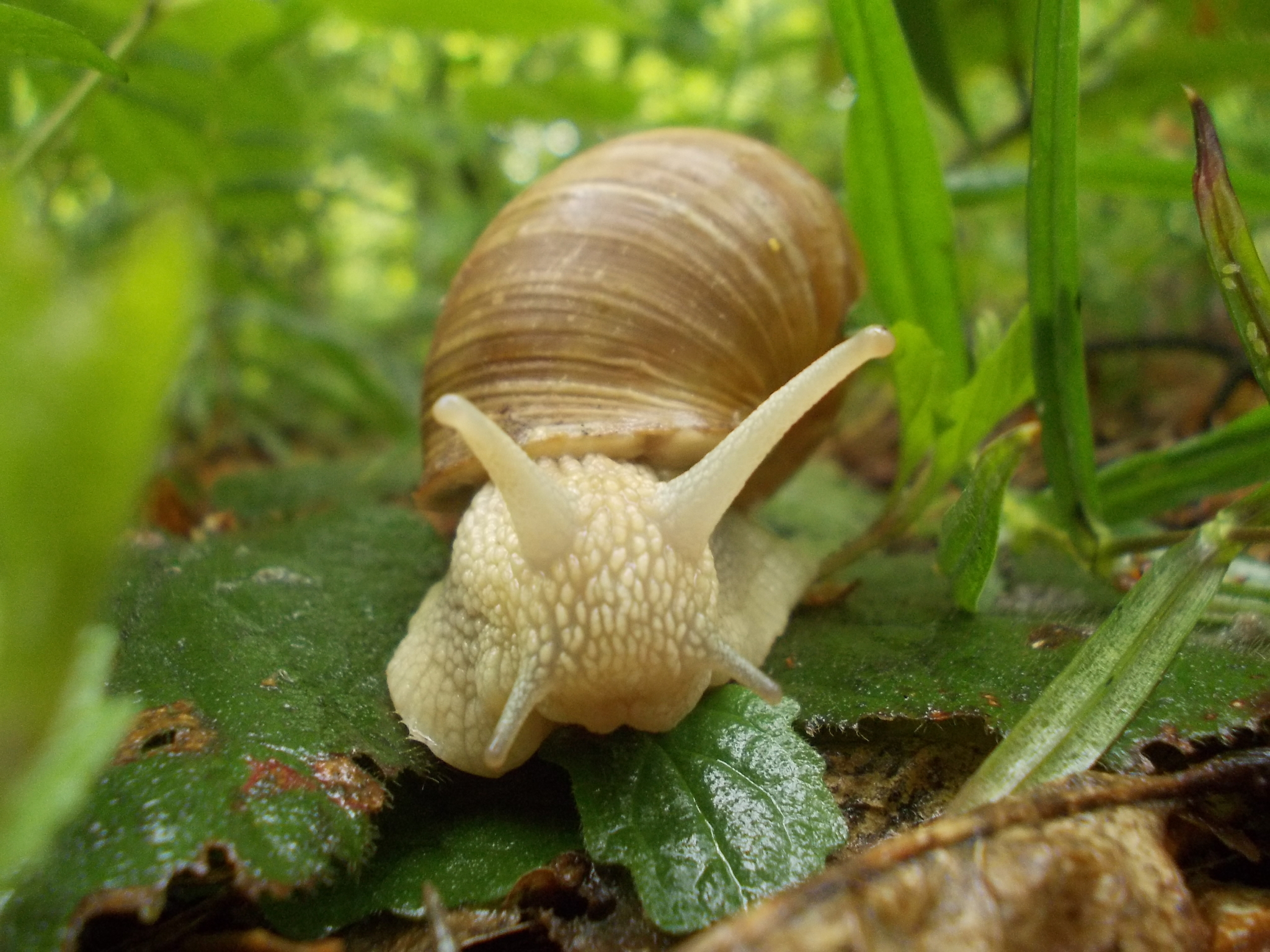 Slug) - My, The photo, Nature, Grape snail