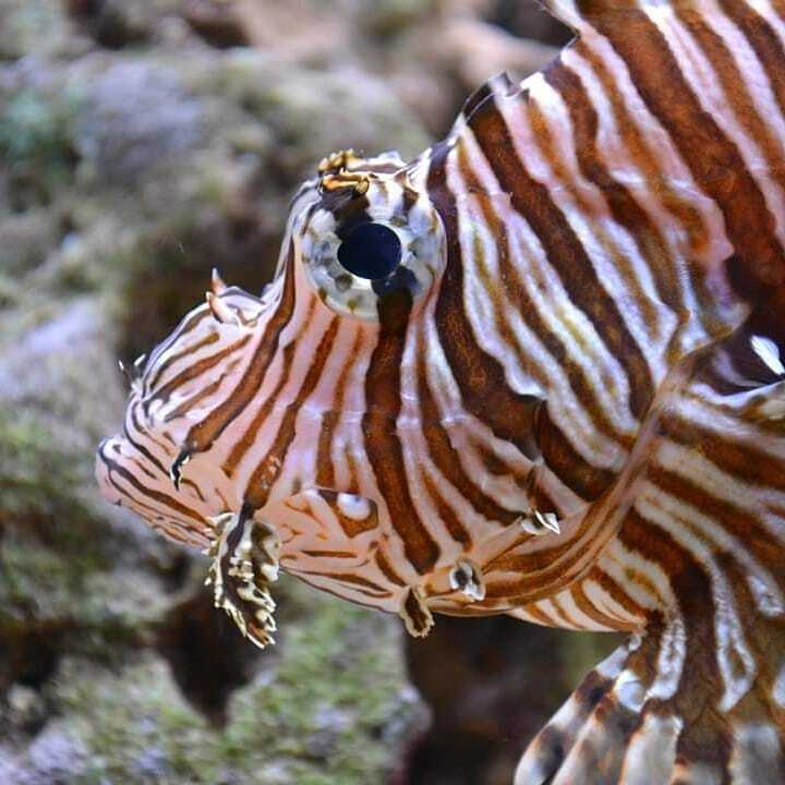 sea ??butterfly - Aquarium, Aquarium, Aquarium fish, Marine Aquarium