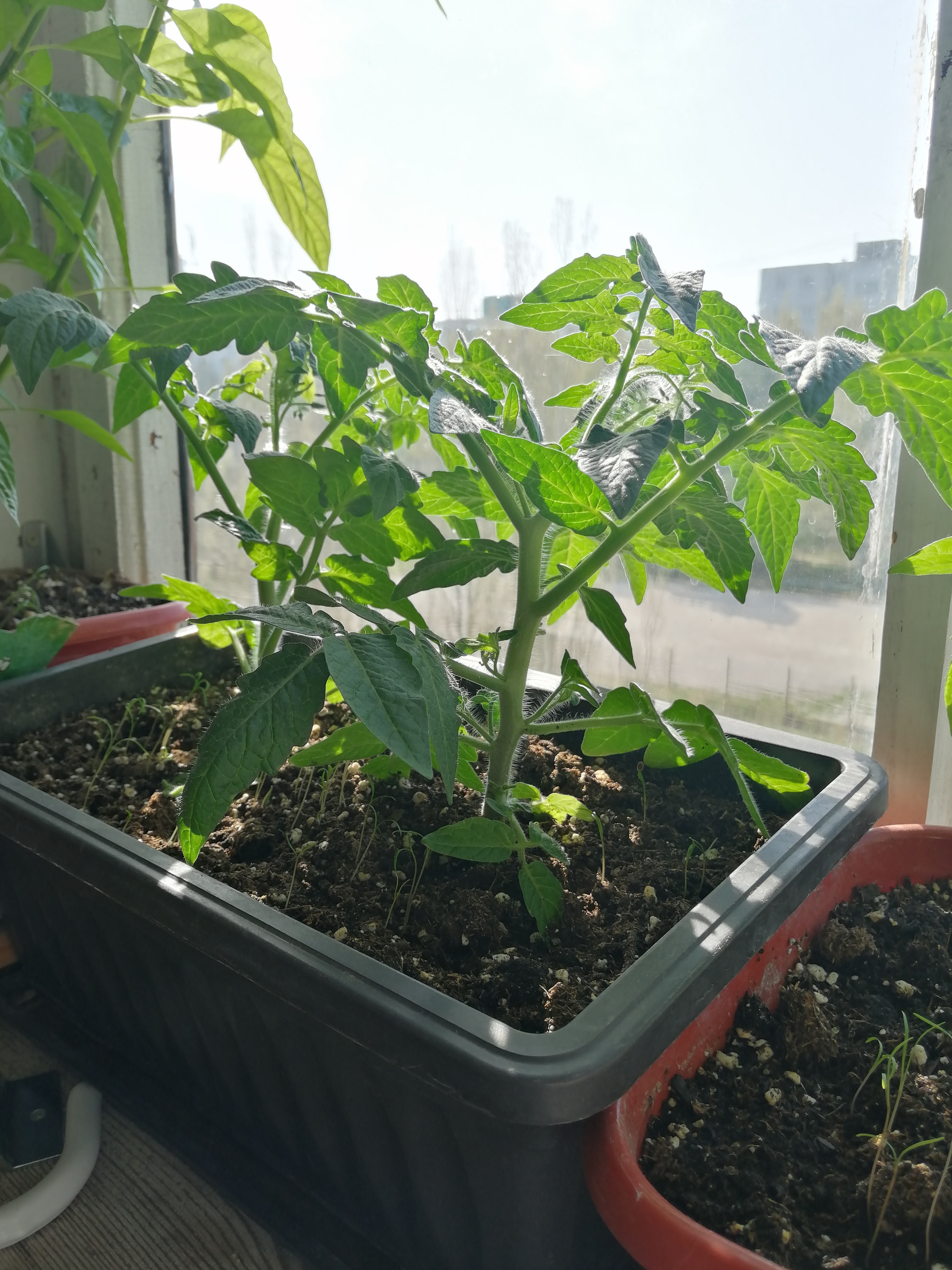 balcony tomatoes - My, Tomatoes, Habanero, Longpost