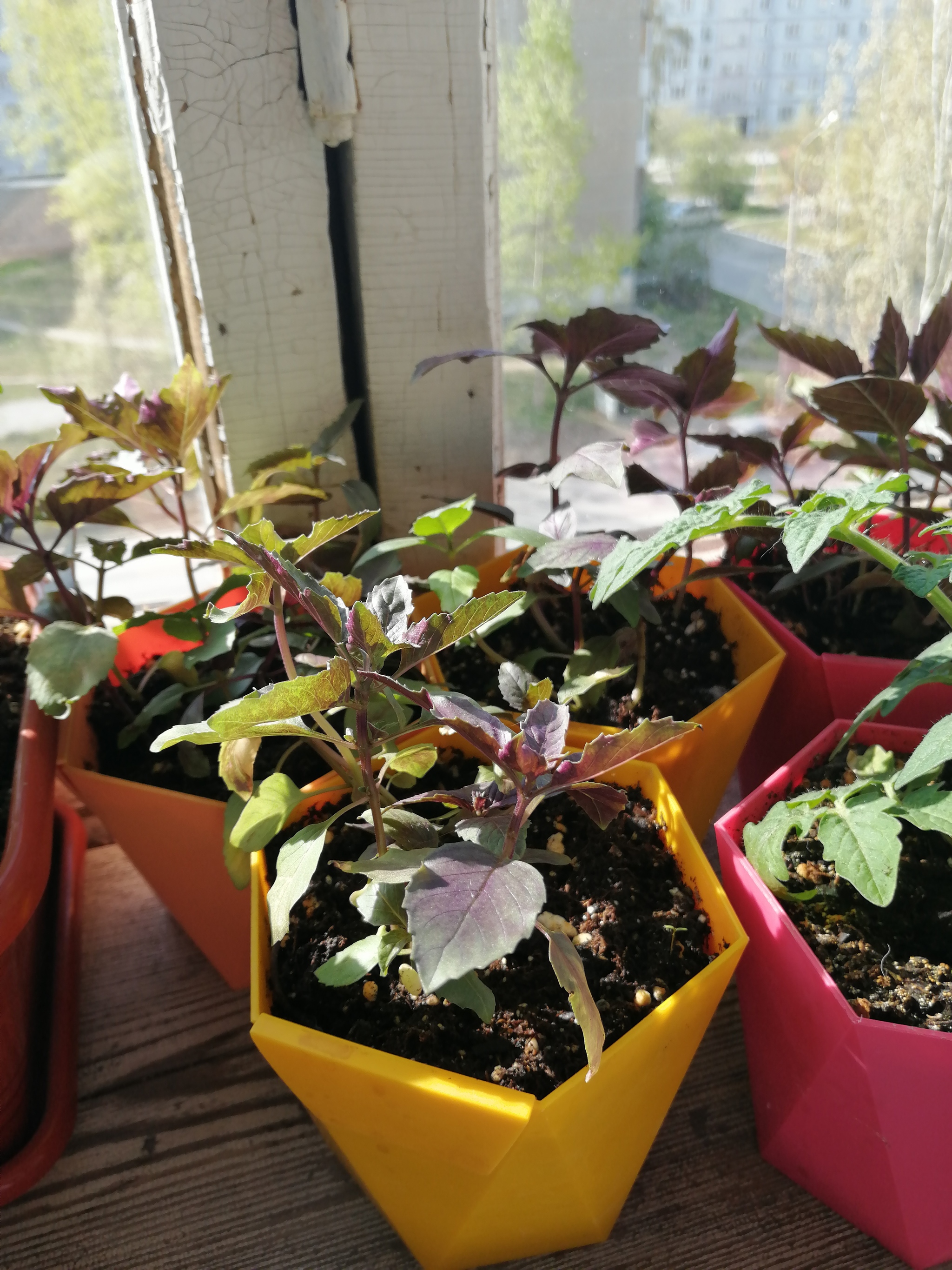 balcony tomatoes - My, Tomatoes, Habanero, Longpost