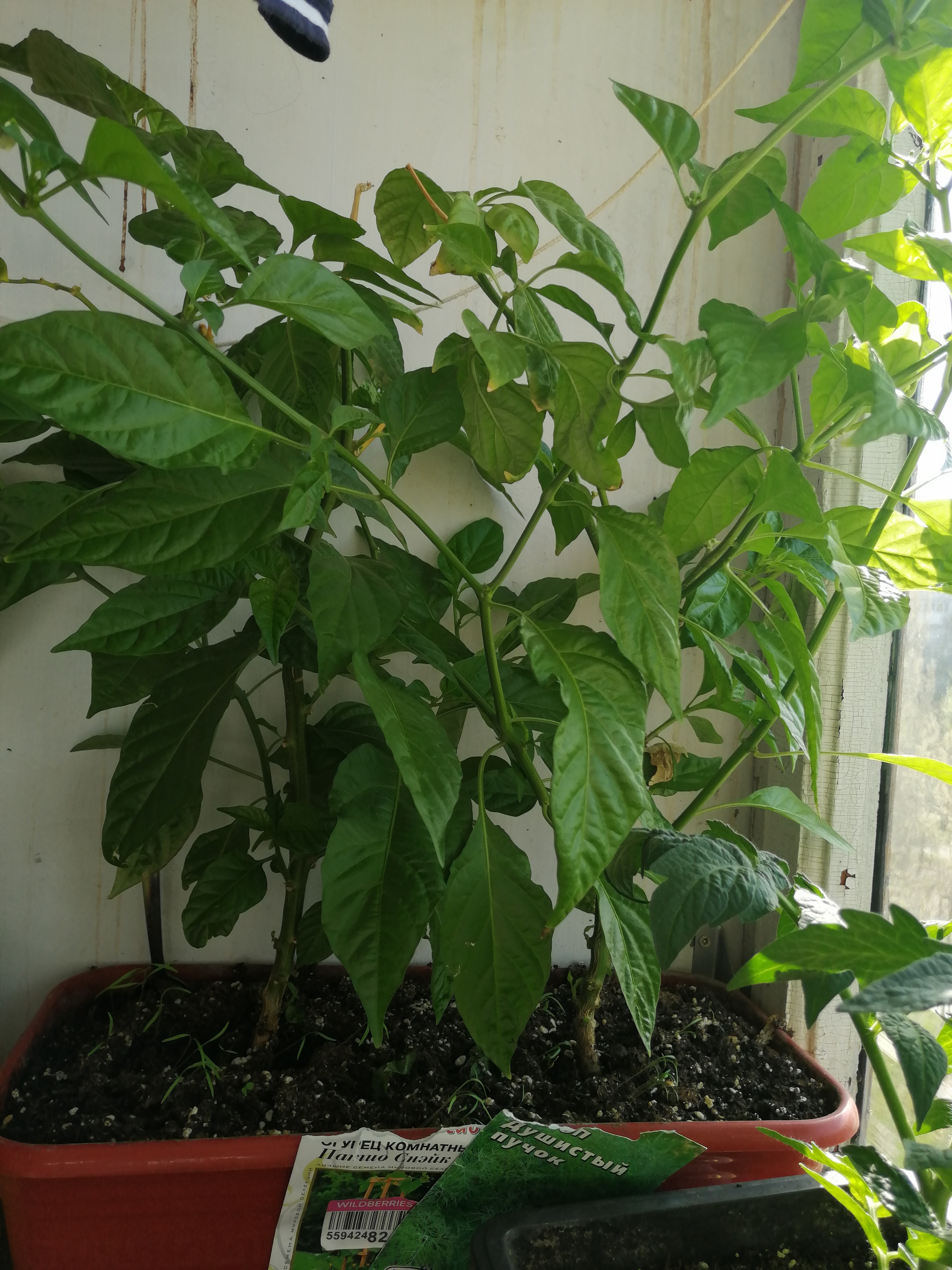 balcony tomatoes - My, Tomatoes, Habanero, Longpost