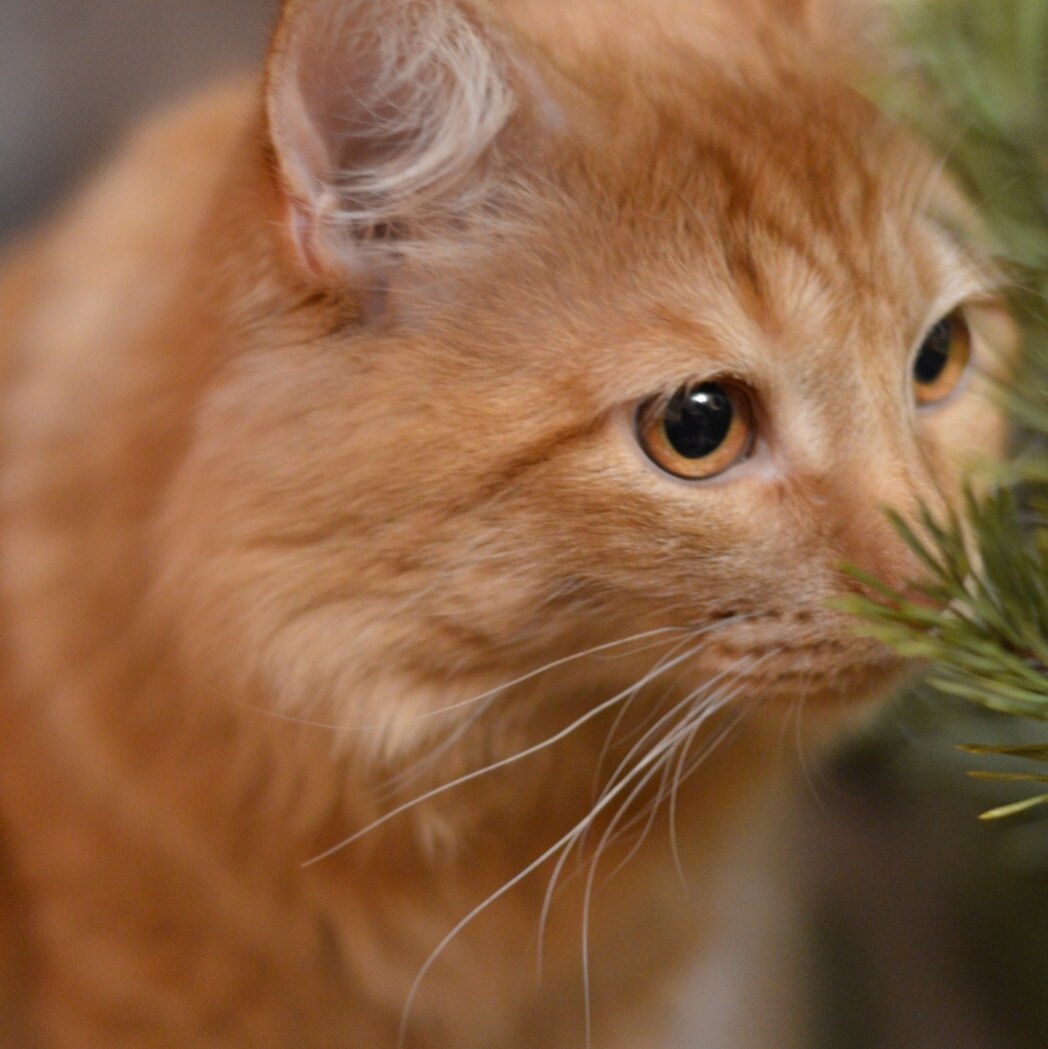 My little red baby - My, Sadness, Love, Pain, cat, Disease, Leukemia, Friend, Happiness, Animal Rescue, Saratov, Helping animals, Longpost, Negative