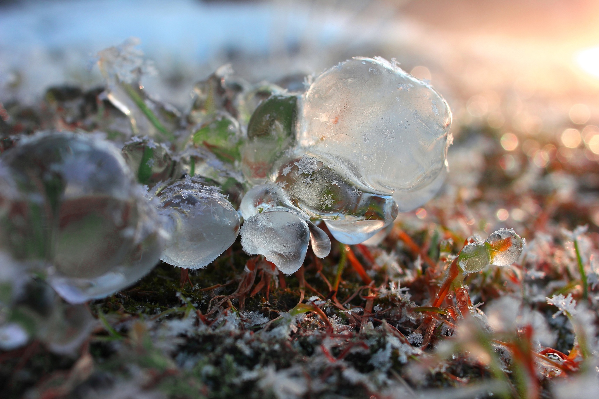 Ice on the river - My, The photo, Canon, Photographer, Macro photography, Ice, Winter, Snow, Grass