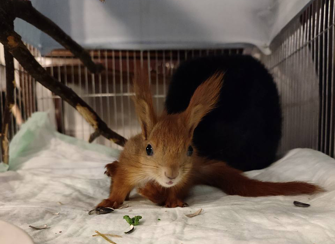 “Looks at me:“ Mother, hello! Where is the food?’” A Minsker saved a baby squirrel from crows and runs a channel about his treatment - Milota, Squirrel, Squirrel, Animal Rescue, Minsk, Republic of Belarus, Onliner by, Girls, Redheads, Helping animals, Longpost