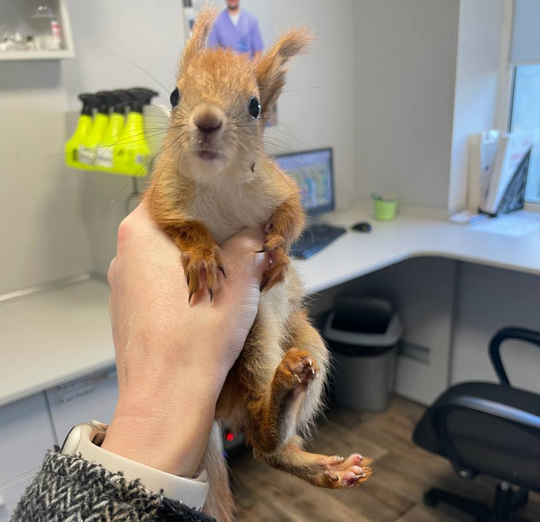 “Looks at me:“ Mother, hello! Where is the food?’” A Minsker saved a baby squirrel from crows and runs a channel about his treatment - Milota, Squirrel, Squirrel, Animal Rescue, Minsk, Republic of Belarus, Onliner by, Girls, Redheads, Helping animals, Longpost